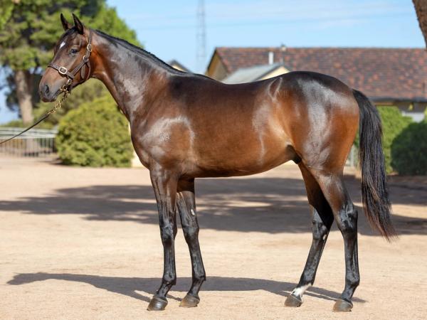 Shamus Award x Attessa