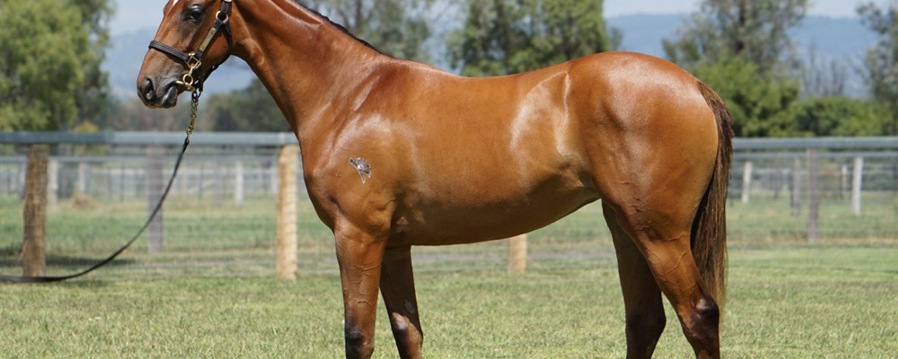 Farnan x Nicky’s Brown Miss