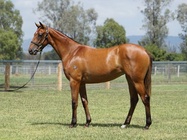 Farnan x Nicky’s Brown Miss