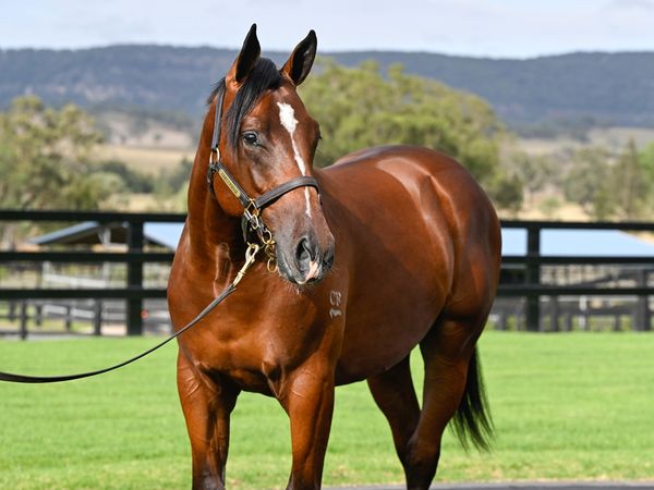 Jacquinot x Tamarind Lane