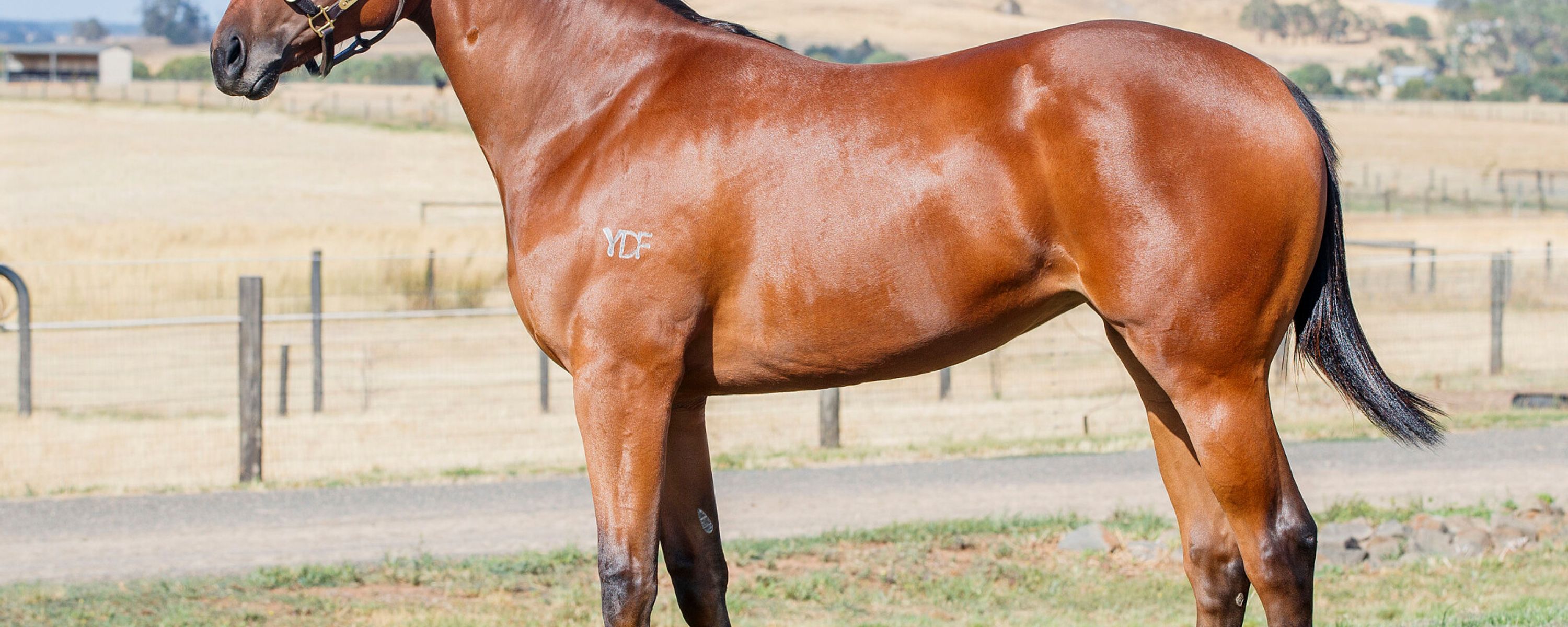St Mark's Basilica x Lady Bourgogne