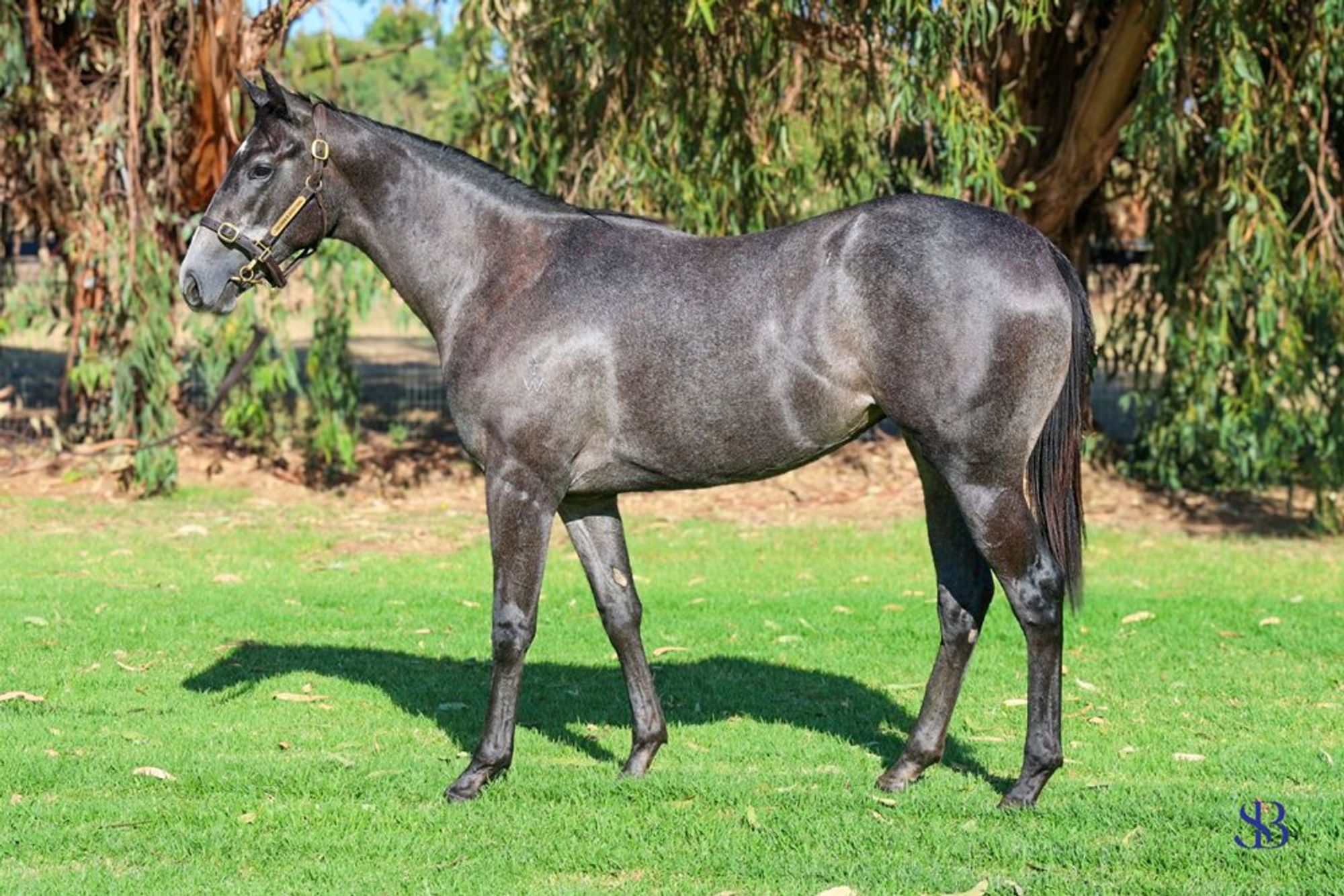 Nicconi x Leaven of Malice image 1