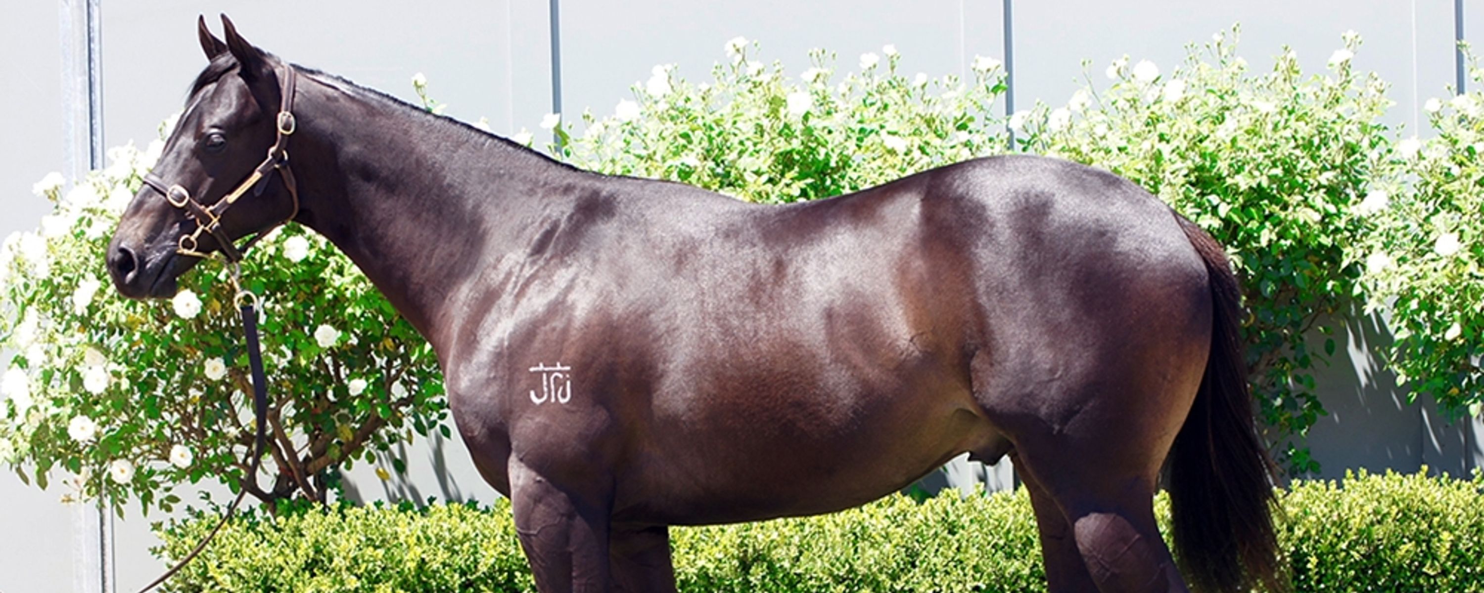 Yes Yes Yes x Flirtare