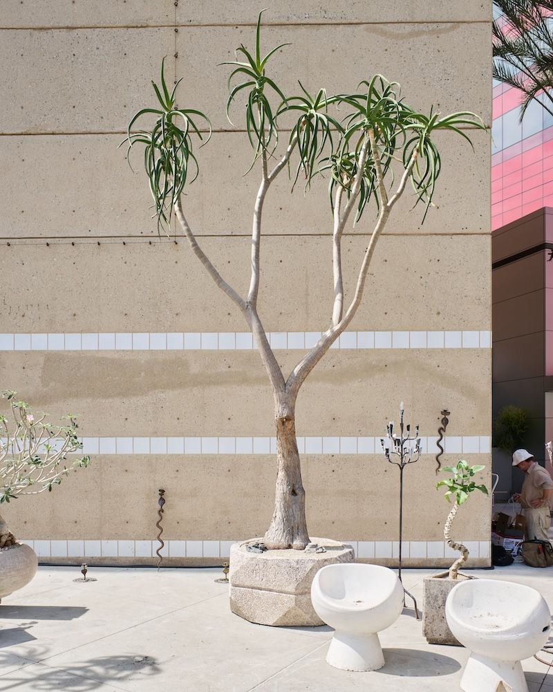 Tree basking in the sunlight with chairs in front of it