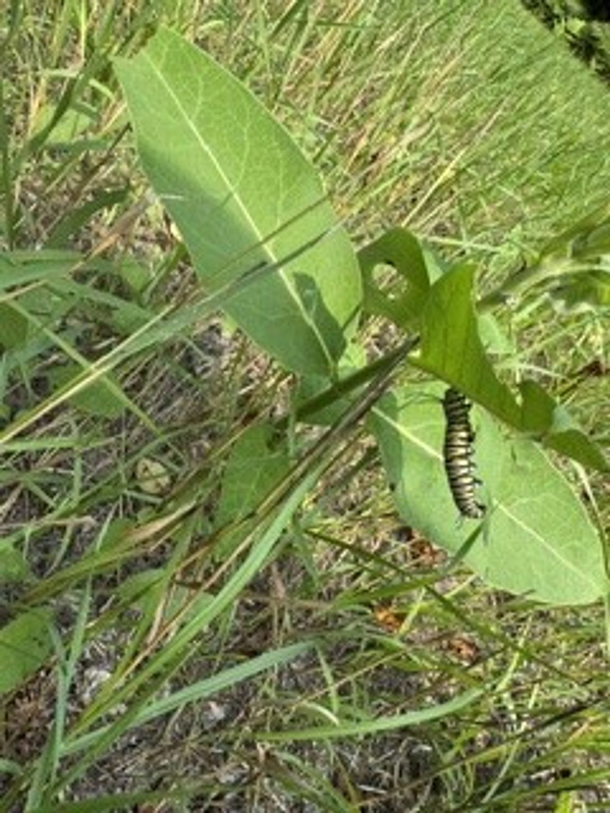 catepillar