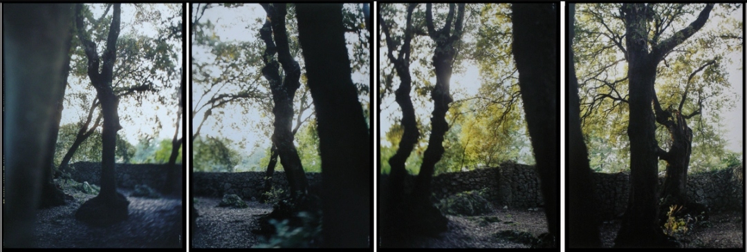 A four-panel photo series of trees in a park. In the third panel, sunlight is spilling through the trees.