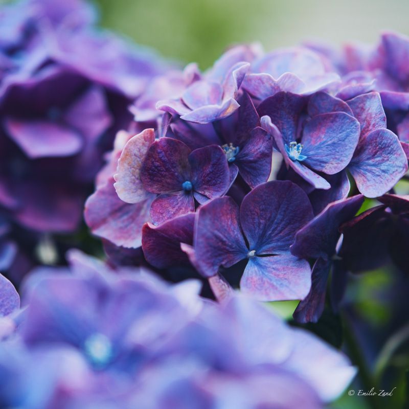Hydrangeas