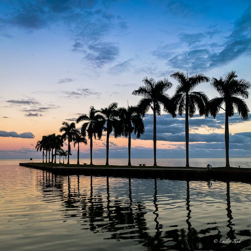 Palms in Sunset