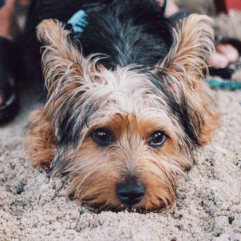 Ziggy Sand