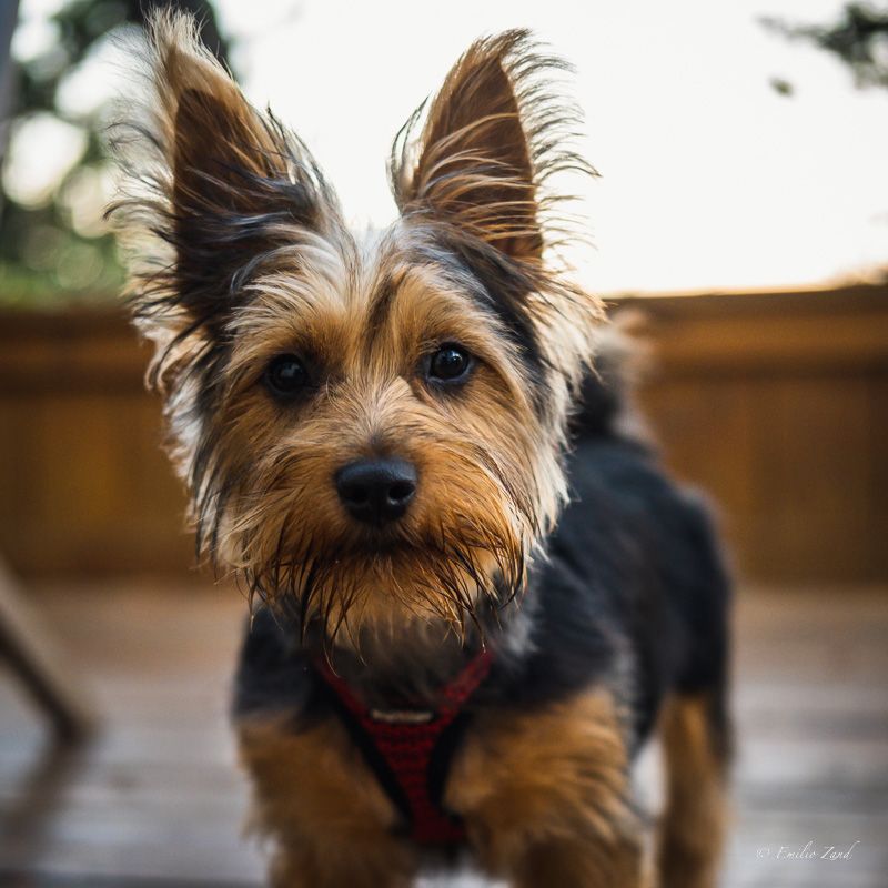 Ziggy
