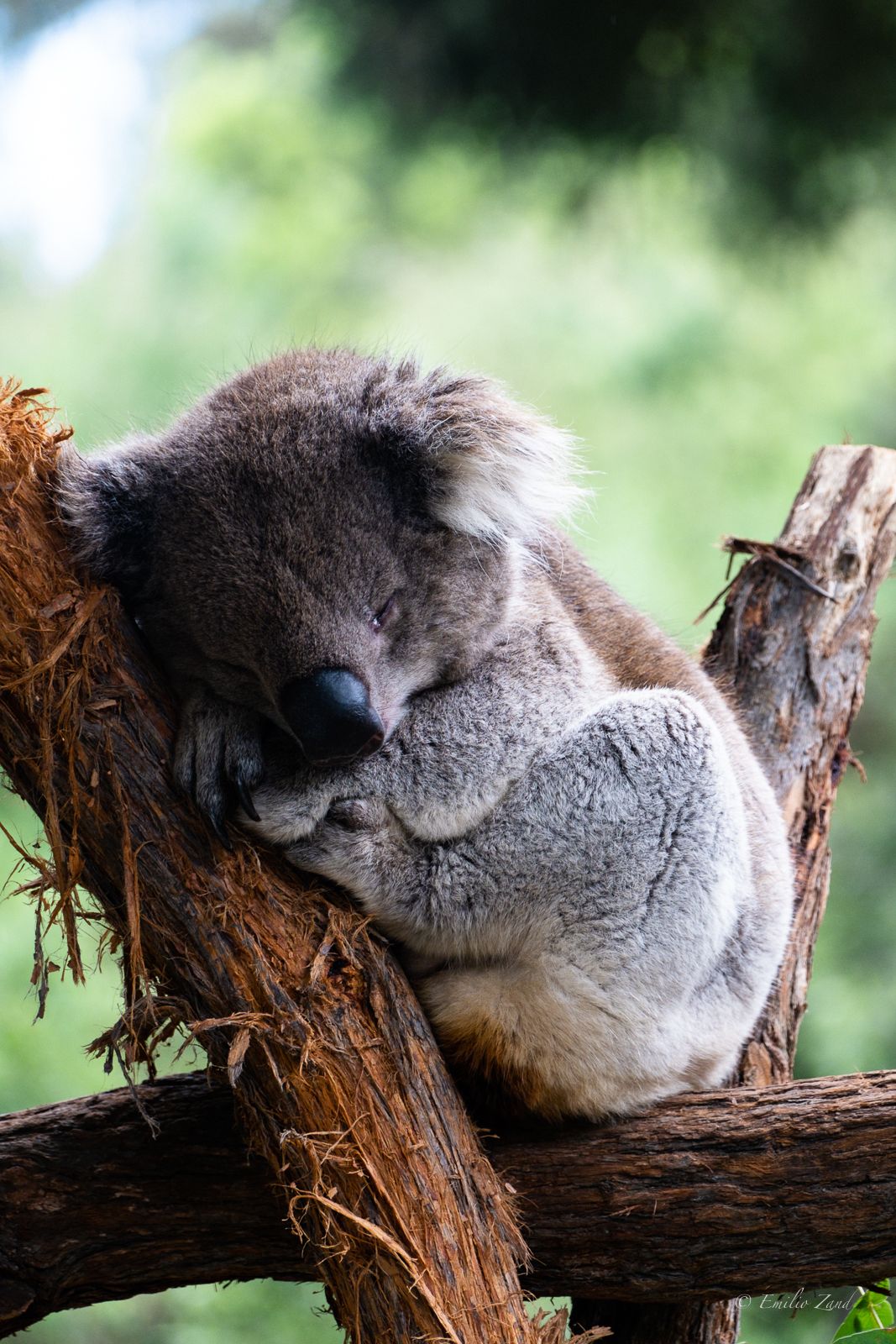 Yarra Sanctuary