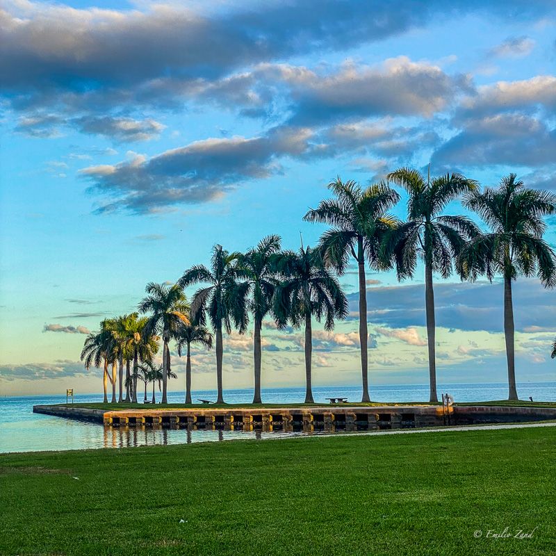 Palms