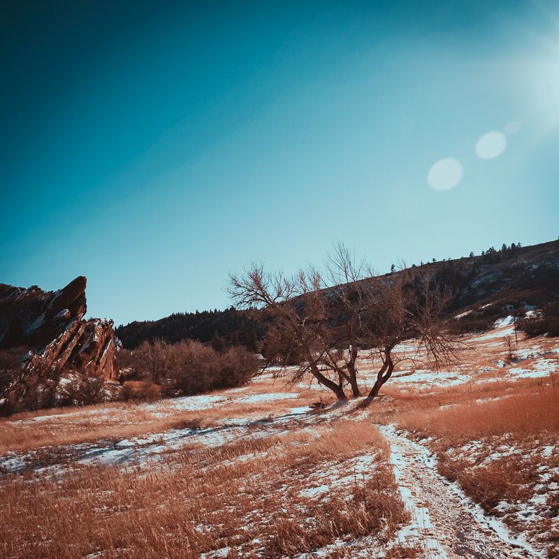 Lonely Tree