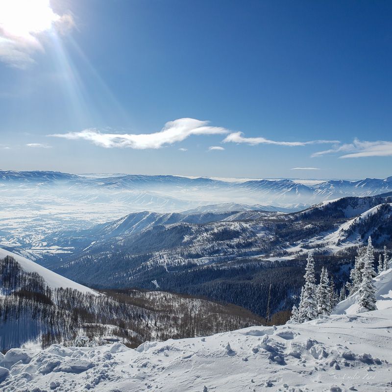 Bluebird