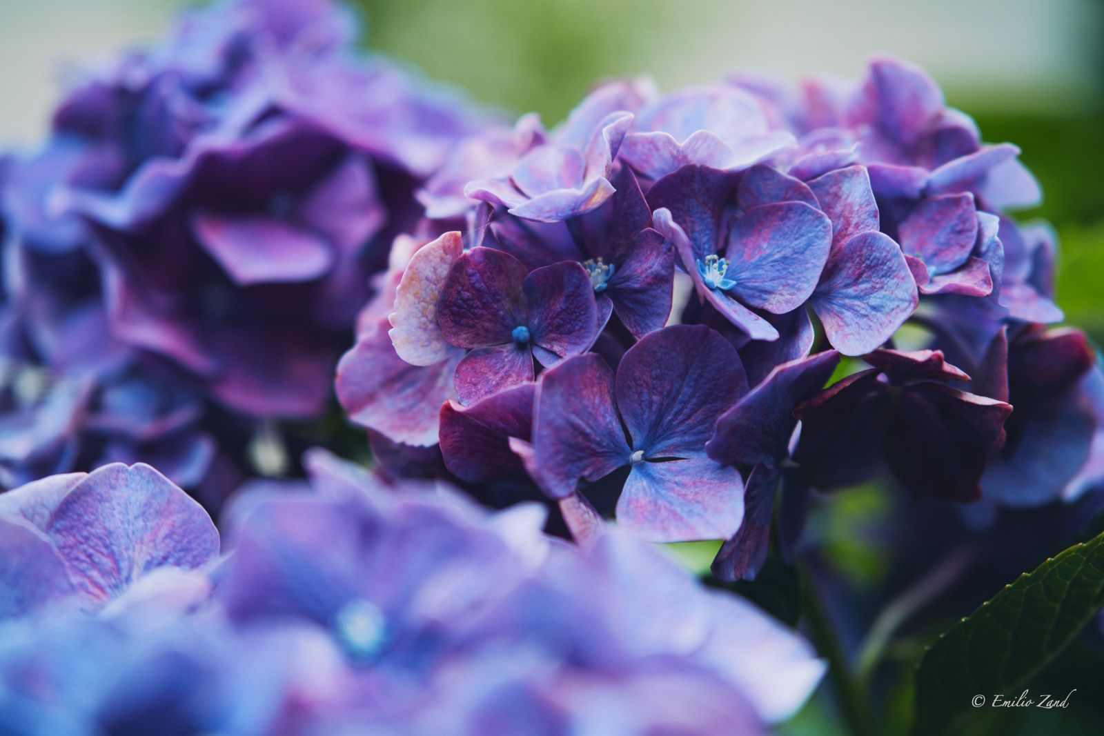 Purple Flowers