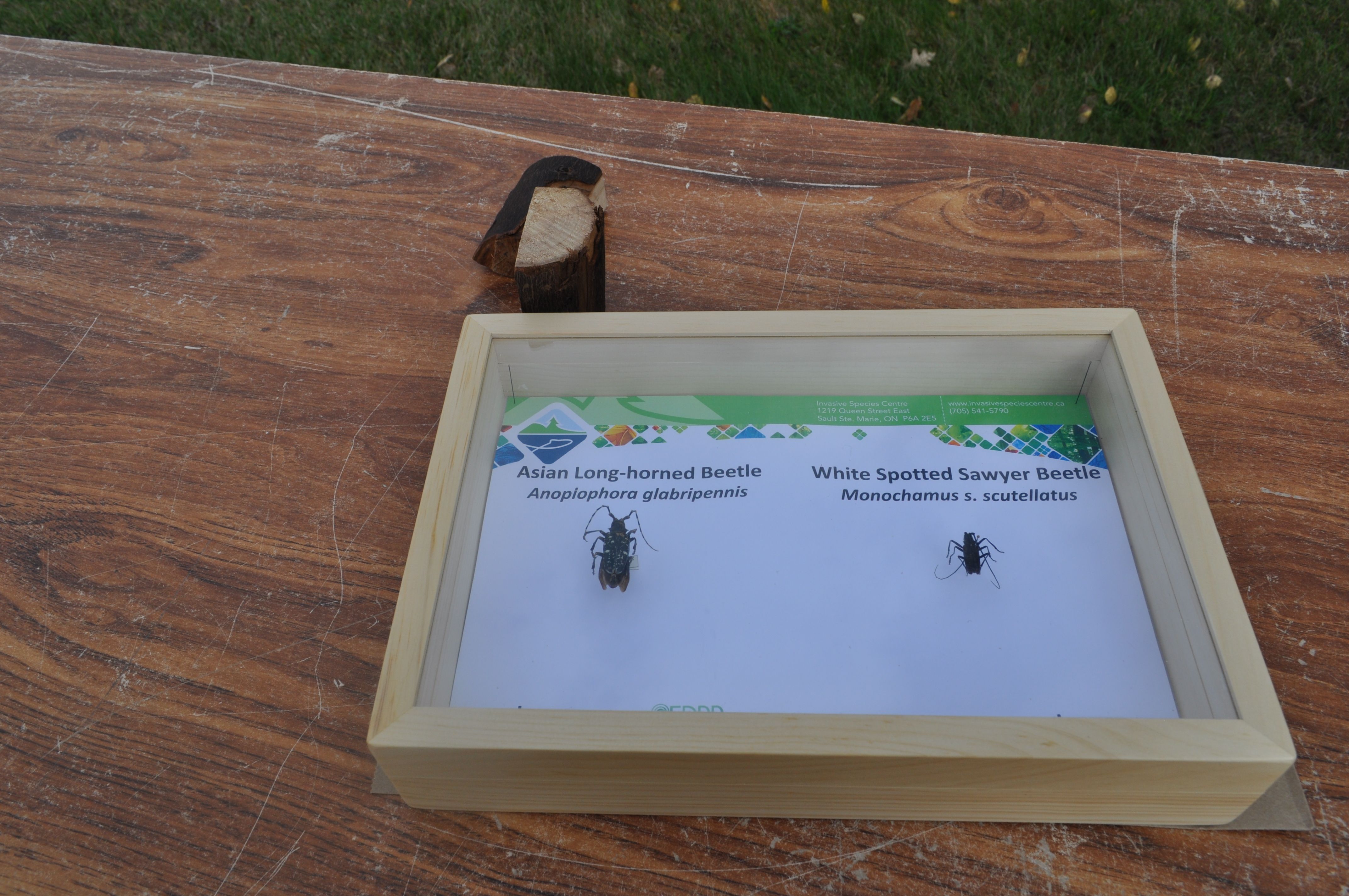 Highlights from NOFNEC 2017