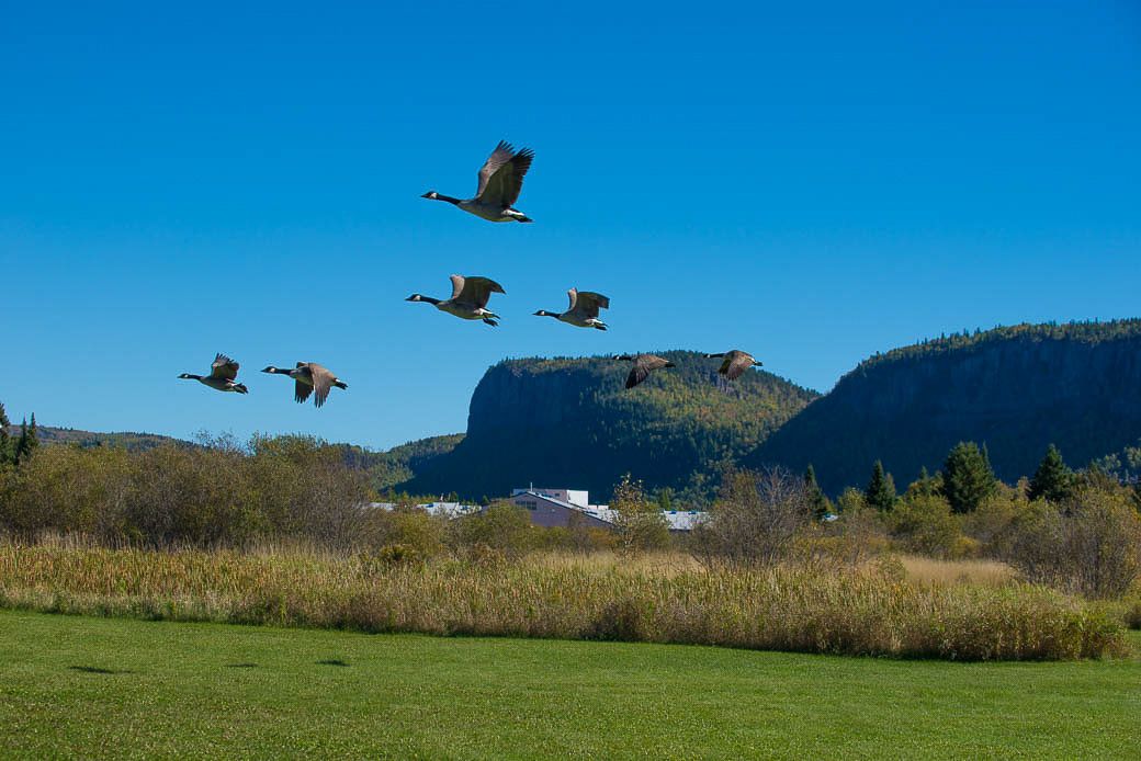 Geese flying past mount McKay