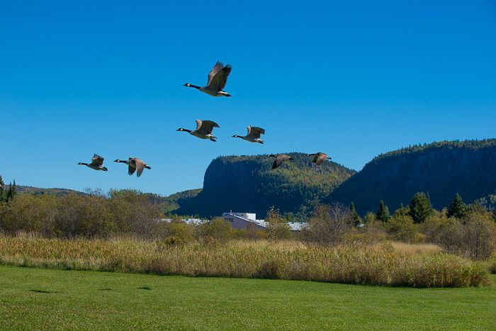Geese flying past mount McKay