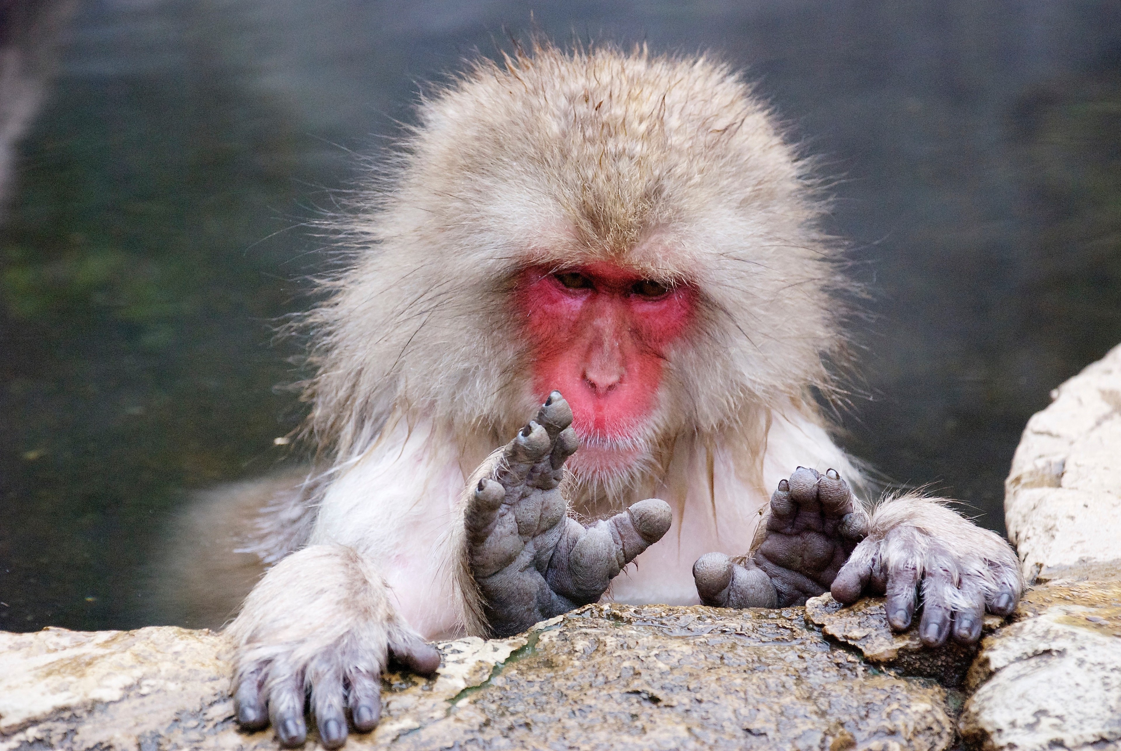 A Japanese macaque sits on a rock with its hands held near its face.