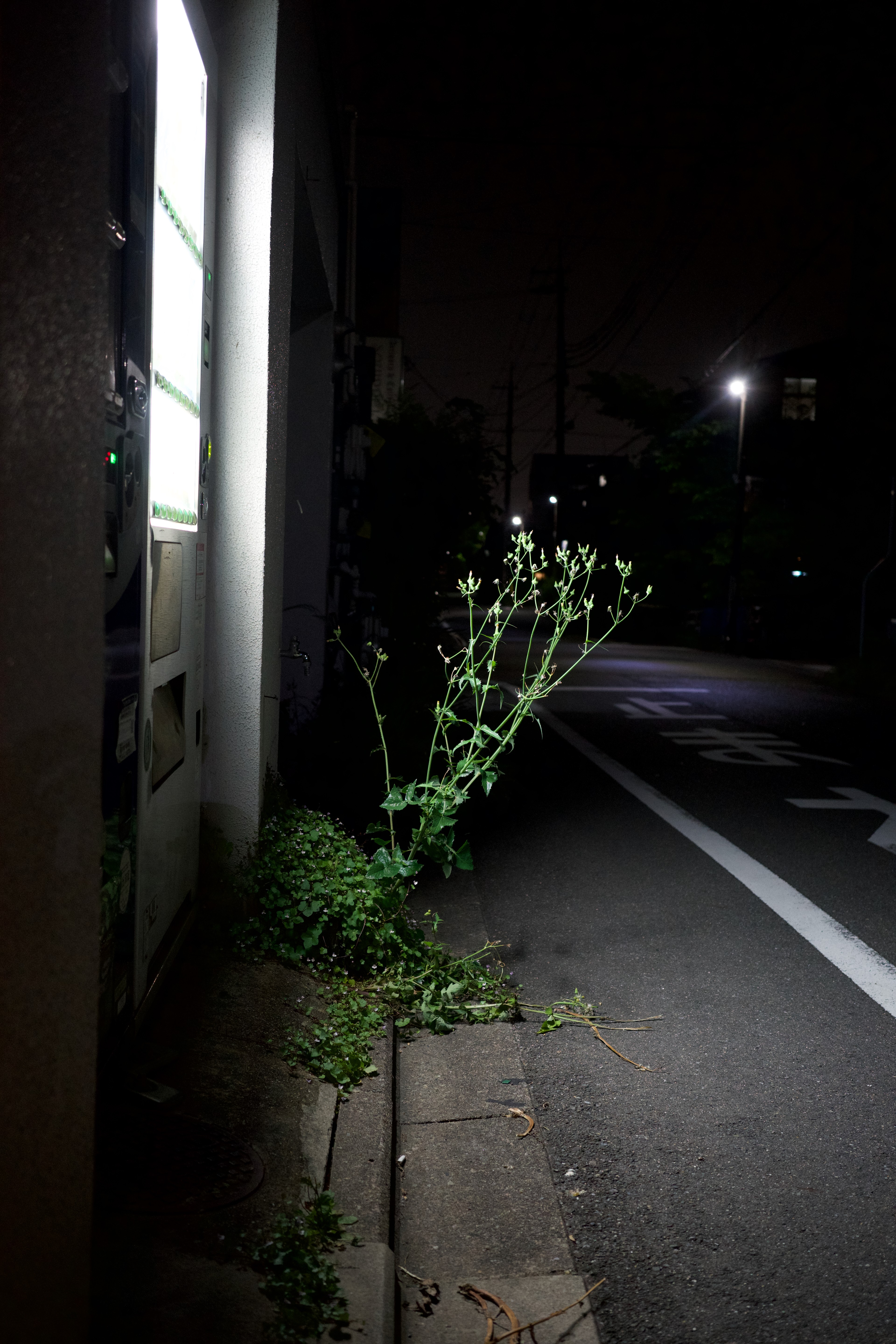 A narrow sidewalk with plants runs beside a building at night.