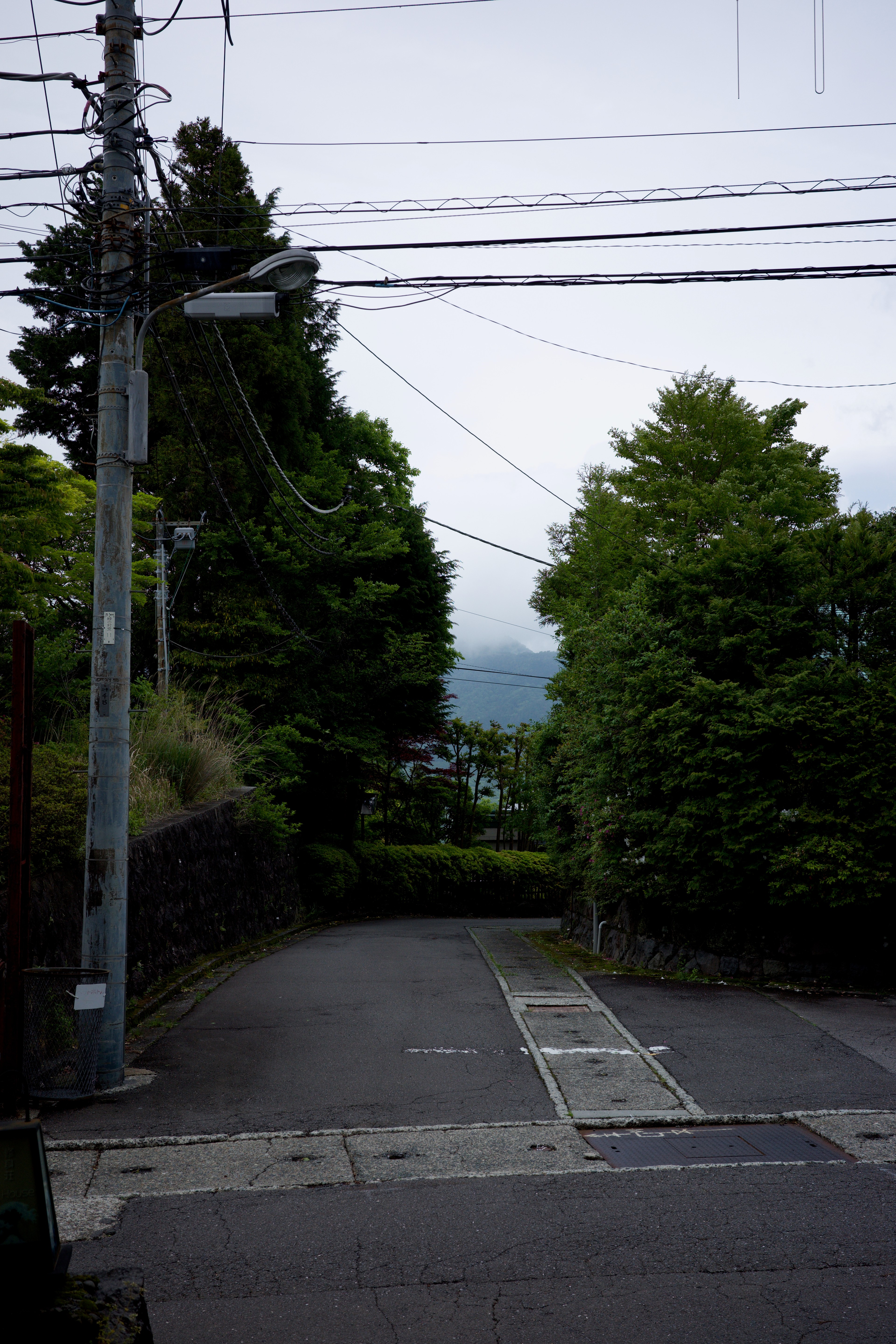 A quiet roadside path bordered by trees and overhead wires.