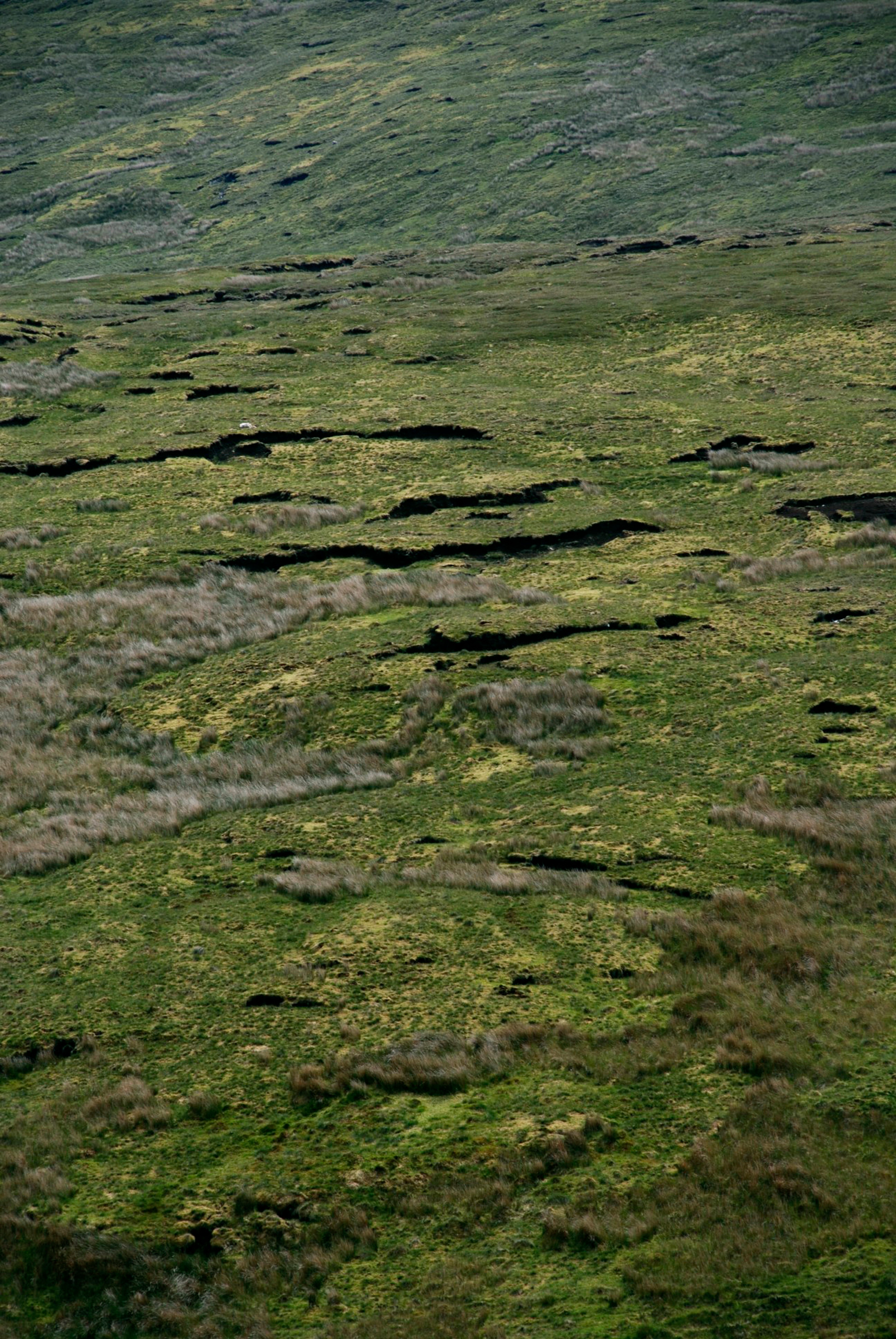 Close view of green, uneven ground on a rocky hillside.