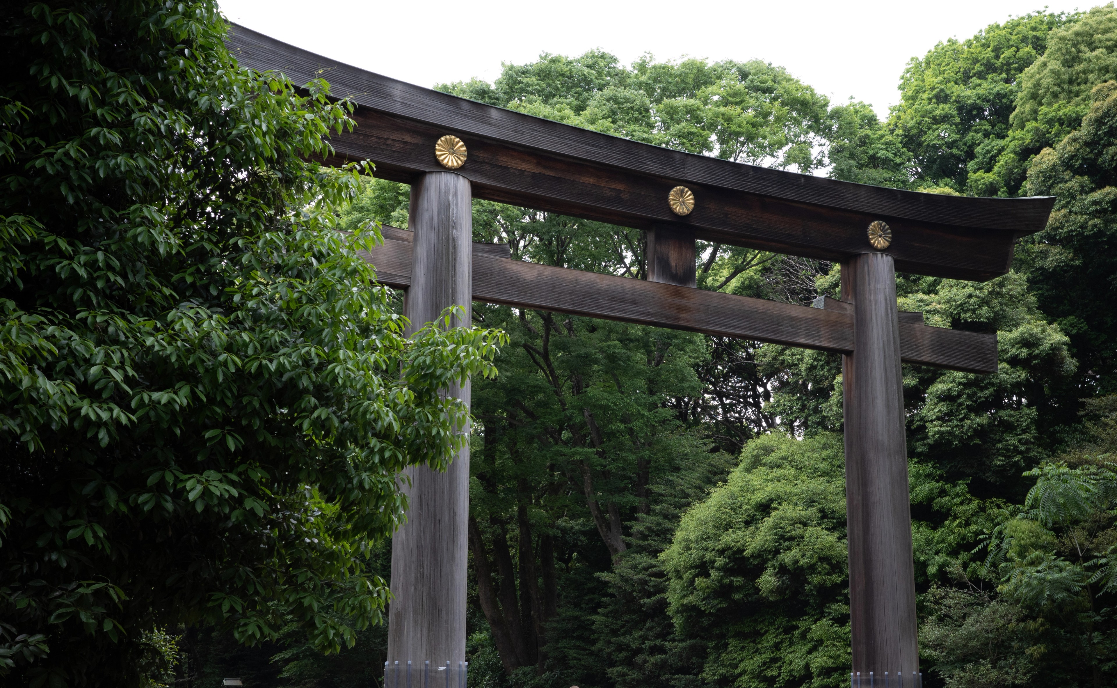 A torii gate stands among dense trees.