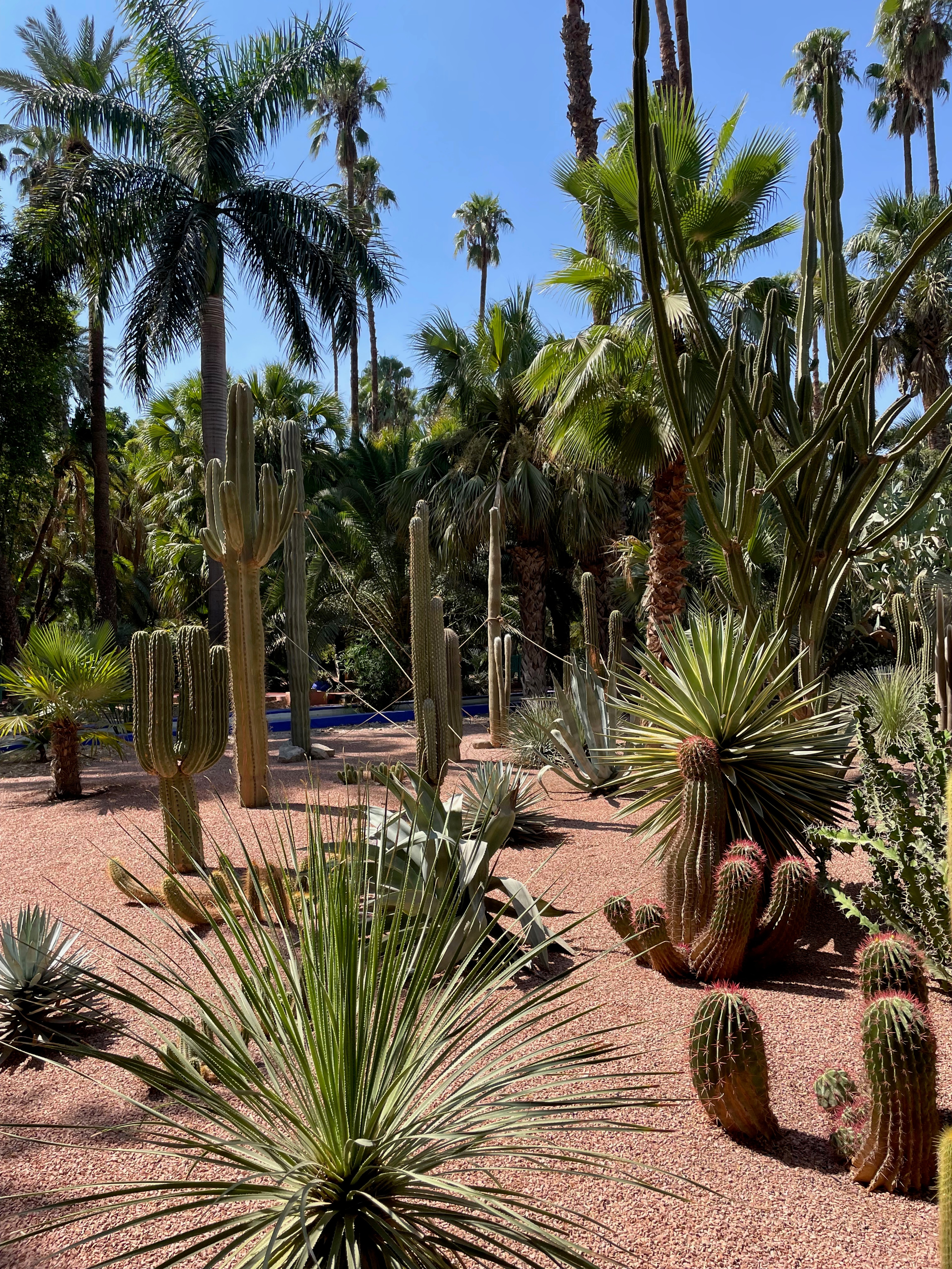 Palms and spiky plants fill a sunlit garden.