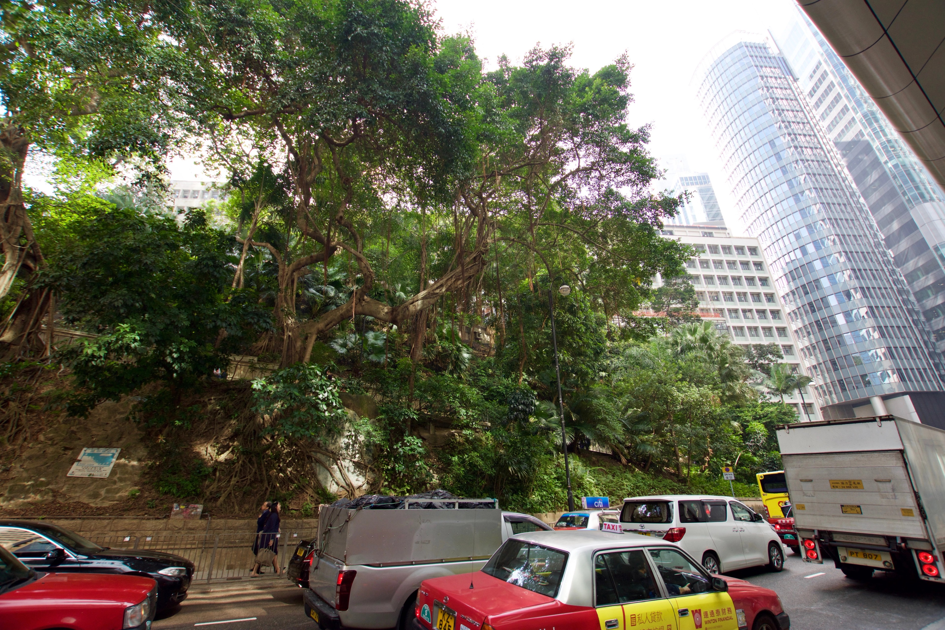 Trees shade a busy street lined with parked buses and tall buildings.