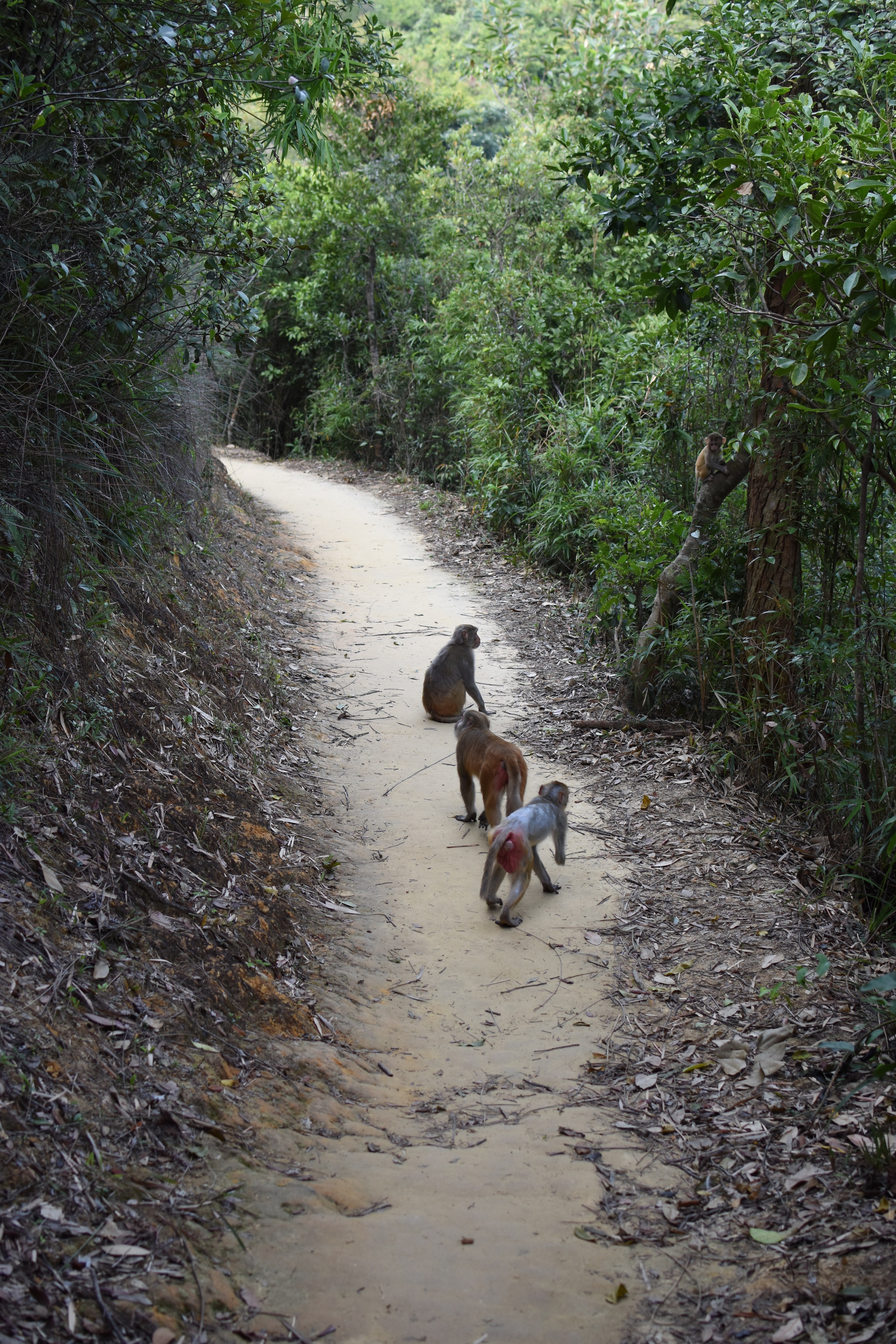 A lone person walks along a narrow forest trail.
