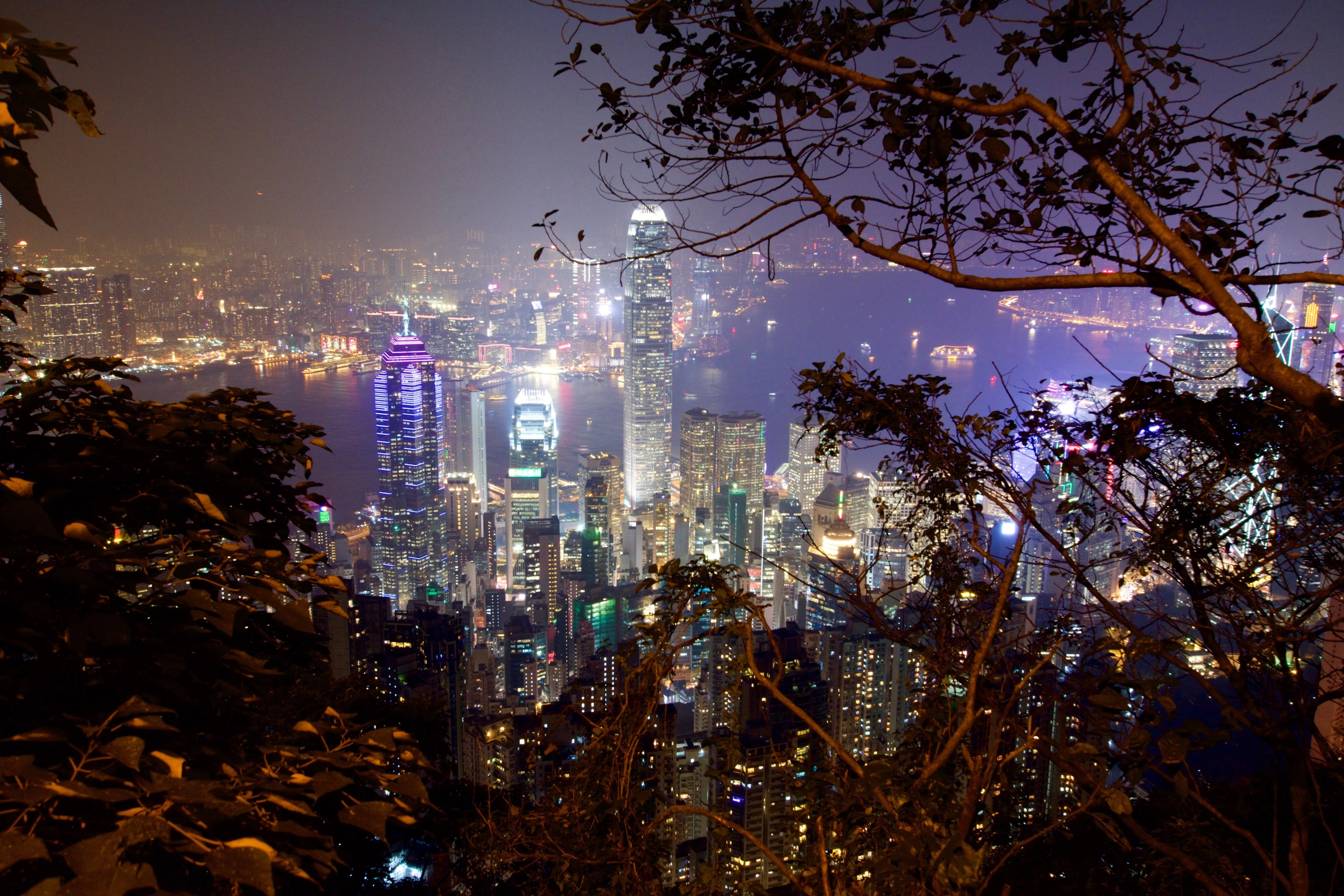 City lights spread across the skyline at night, framed by tree branches.