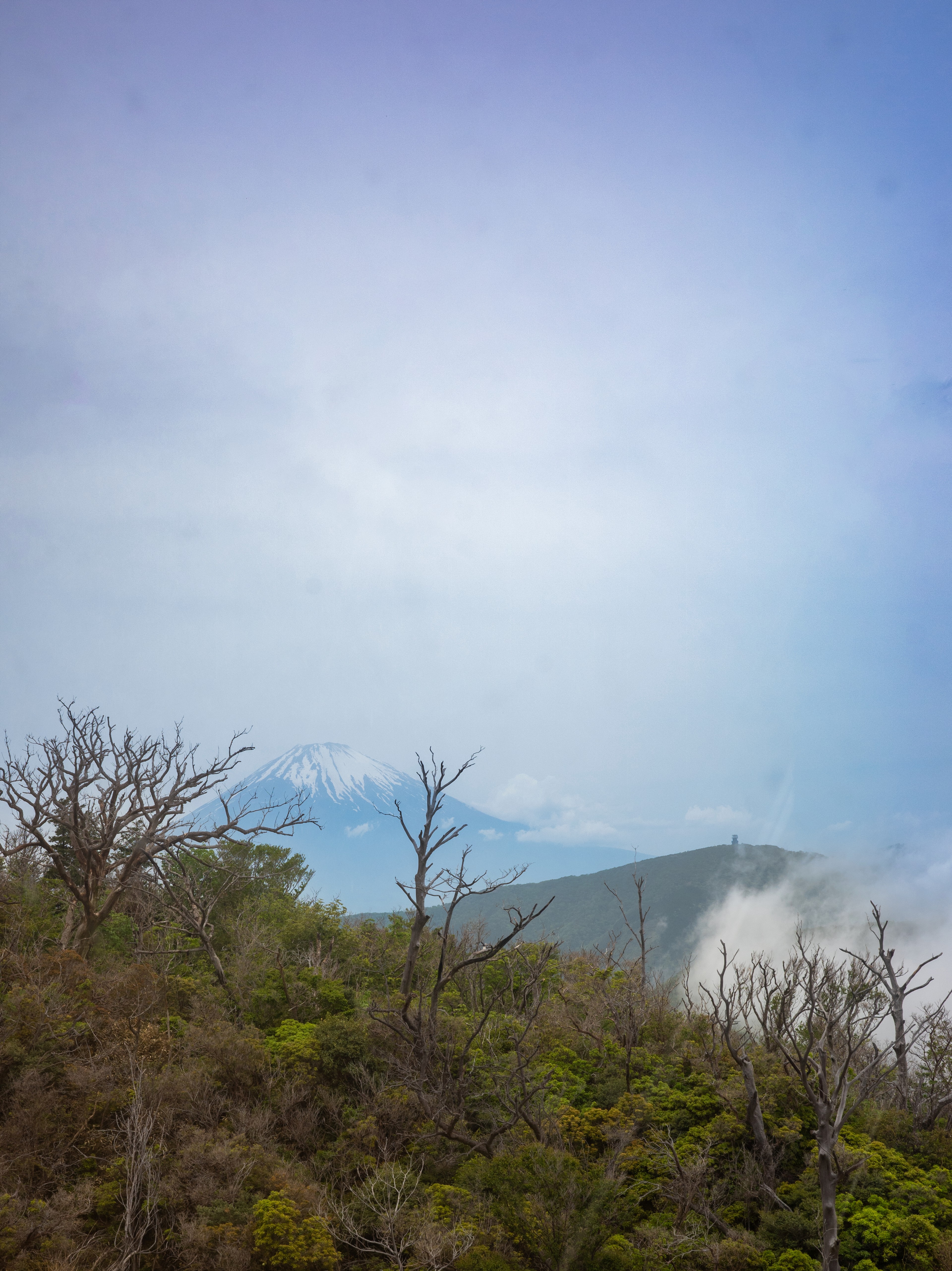 Sparse branches frame a pale blue sky above a hillside.