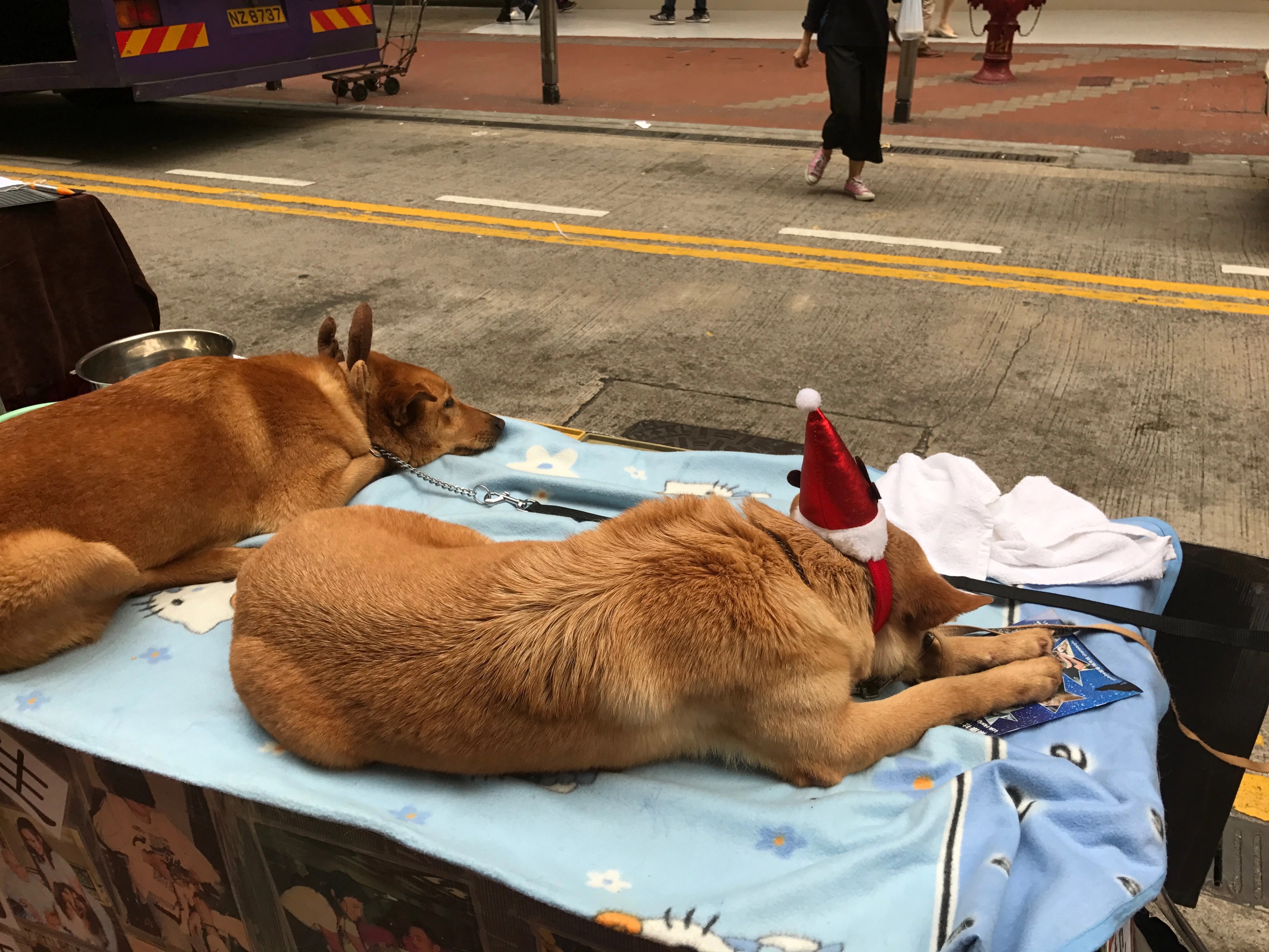Two dogs lie resting on a low table beside a city street.