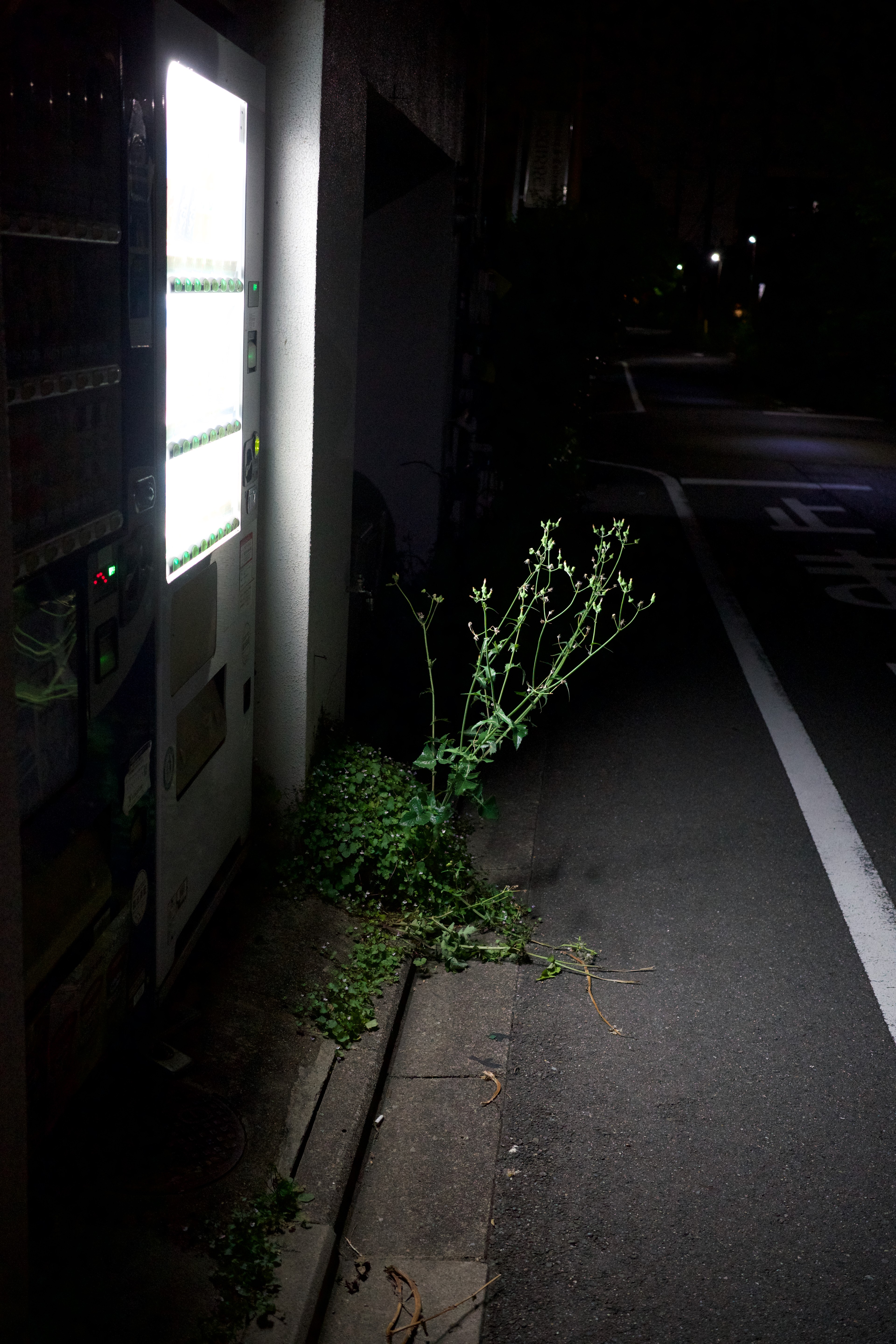 A row of plants borders a dim street-side wall.