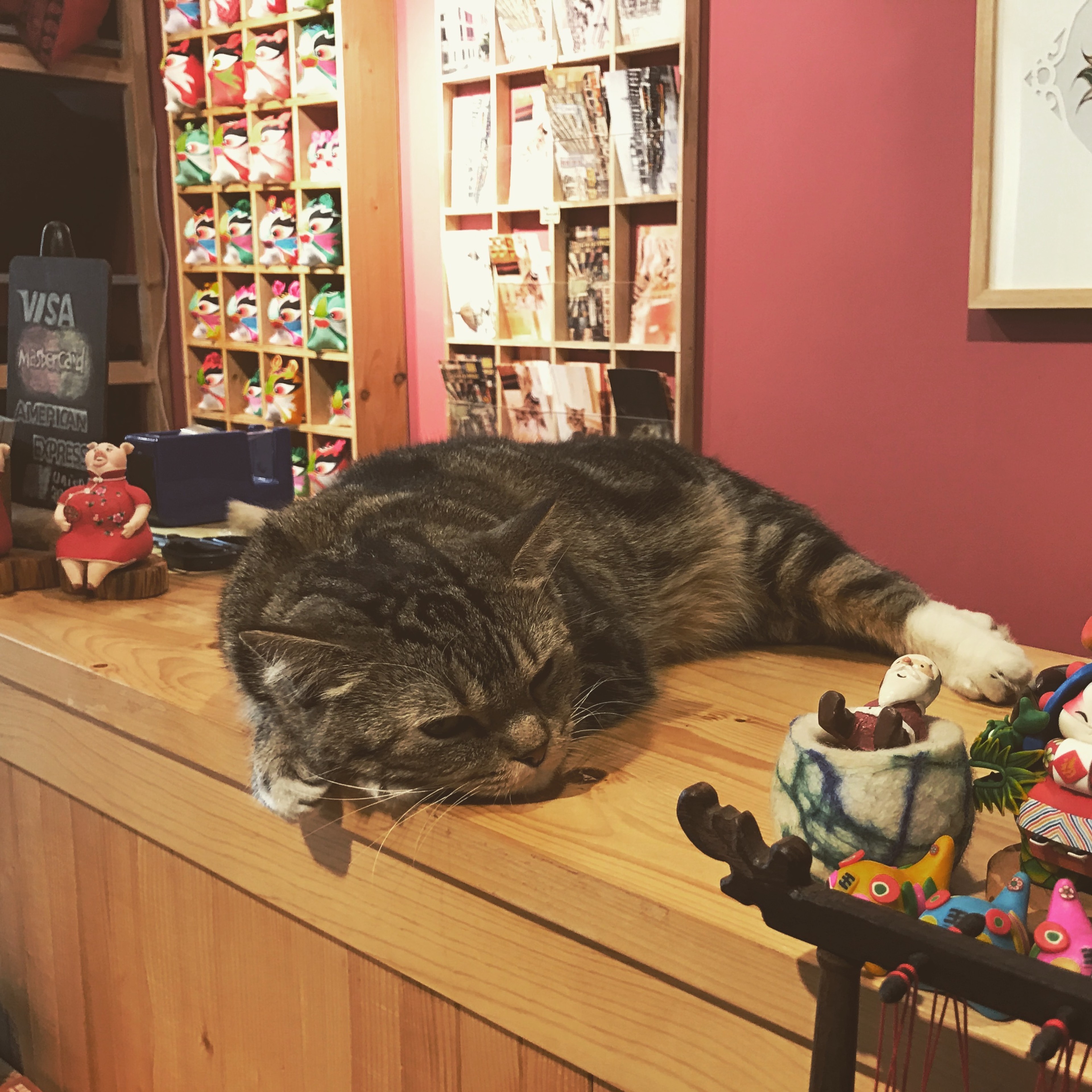 A tabby cat rests on a wooden counter inside a shop.