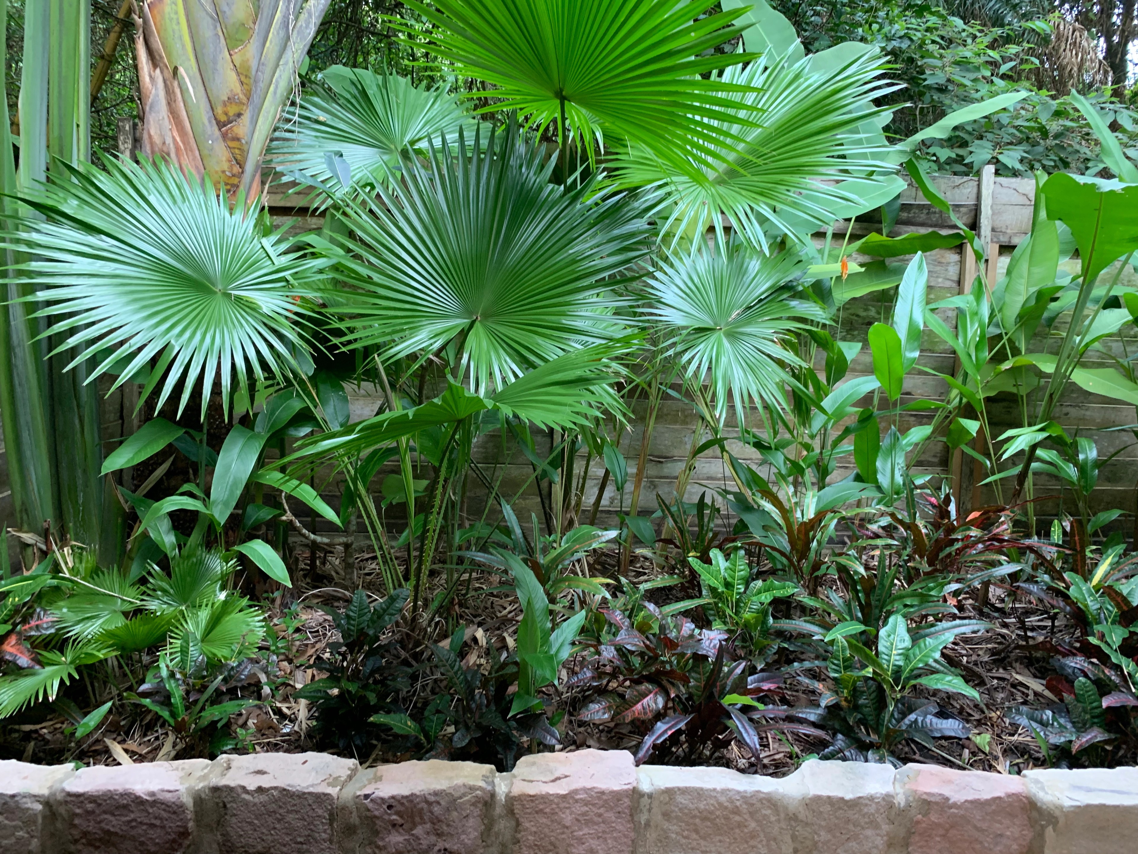 Fan palms and leafy tropical plants fill a landscaped garden bed.