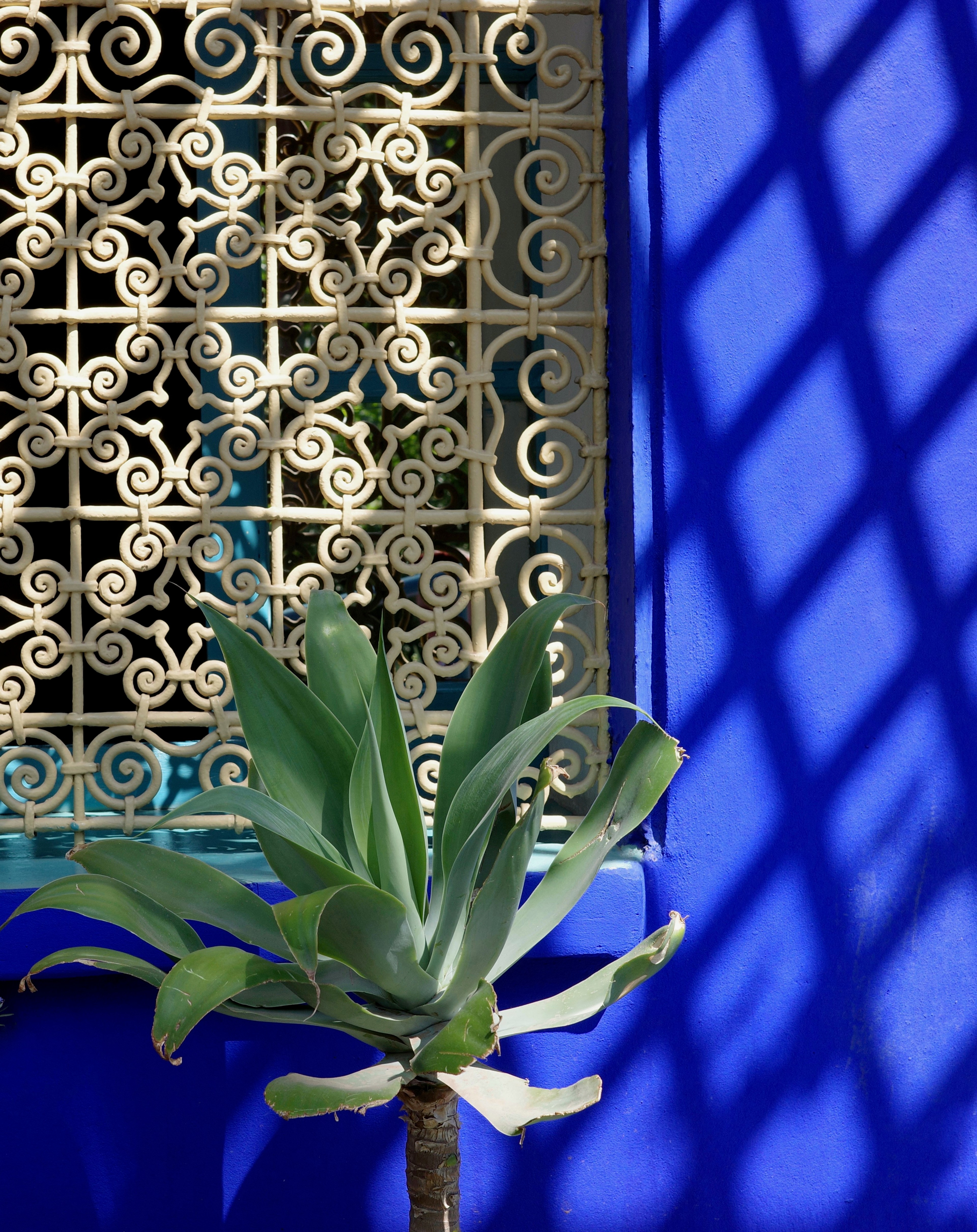 A succulent stands before an ornate white screen and vivid blue light.