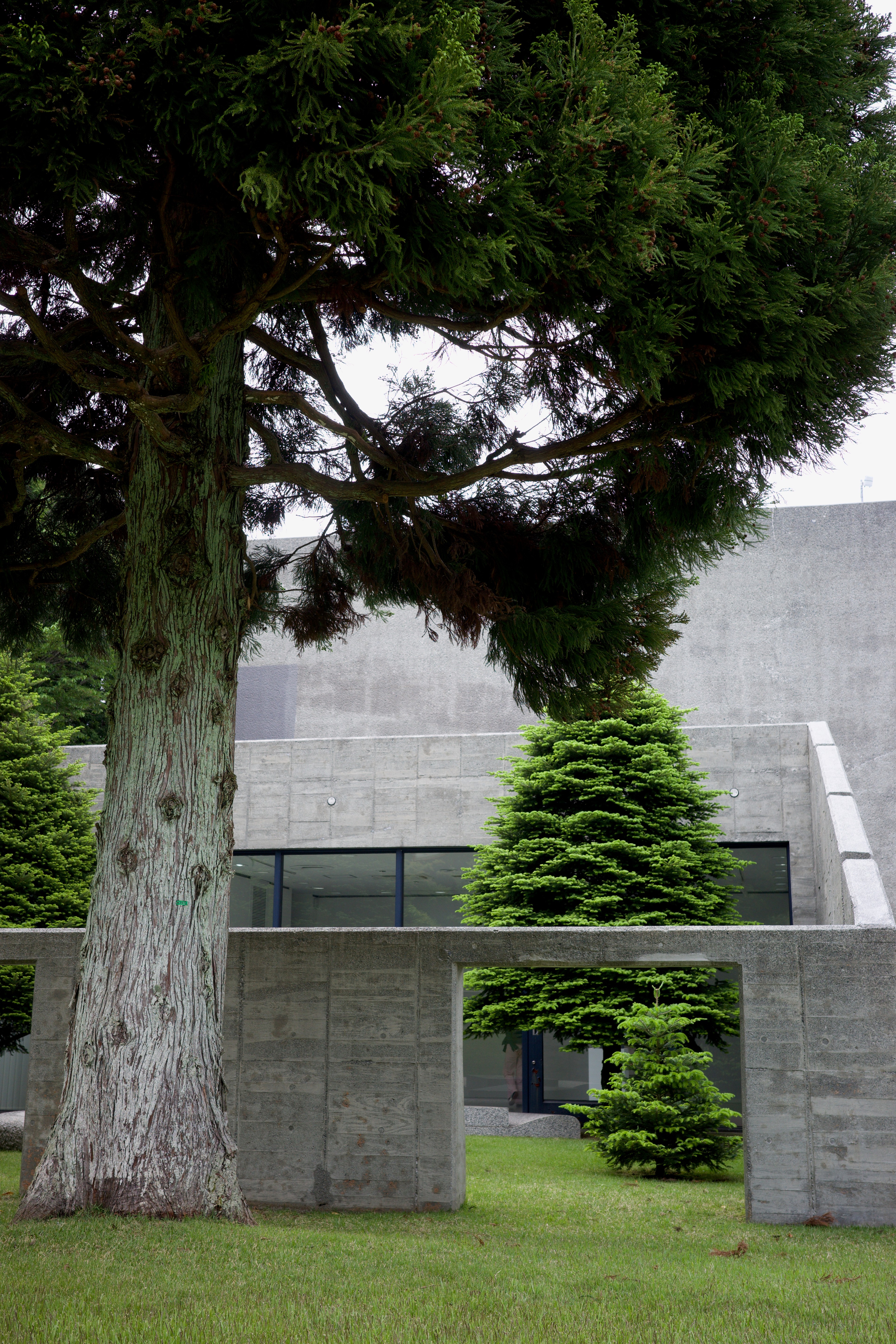 A tree grows beside a stone wall and modern building.
