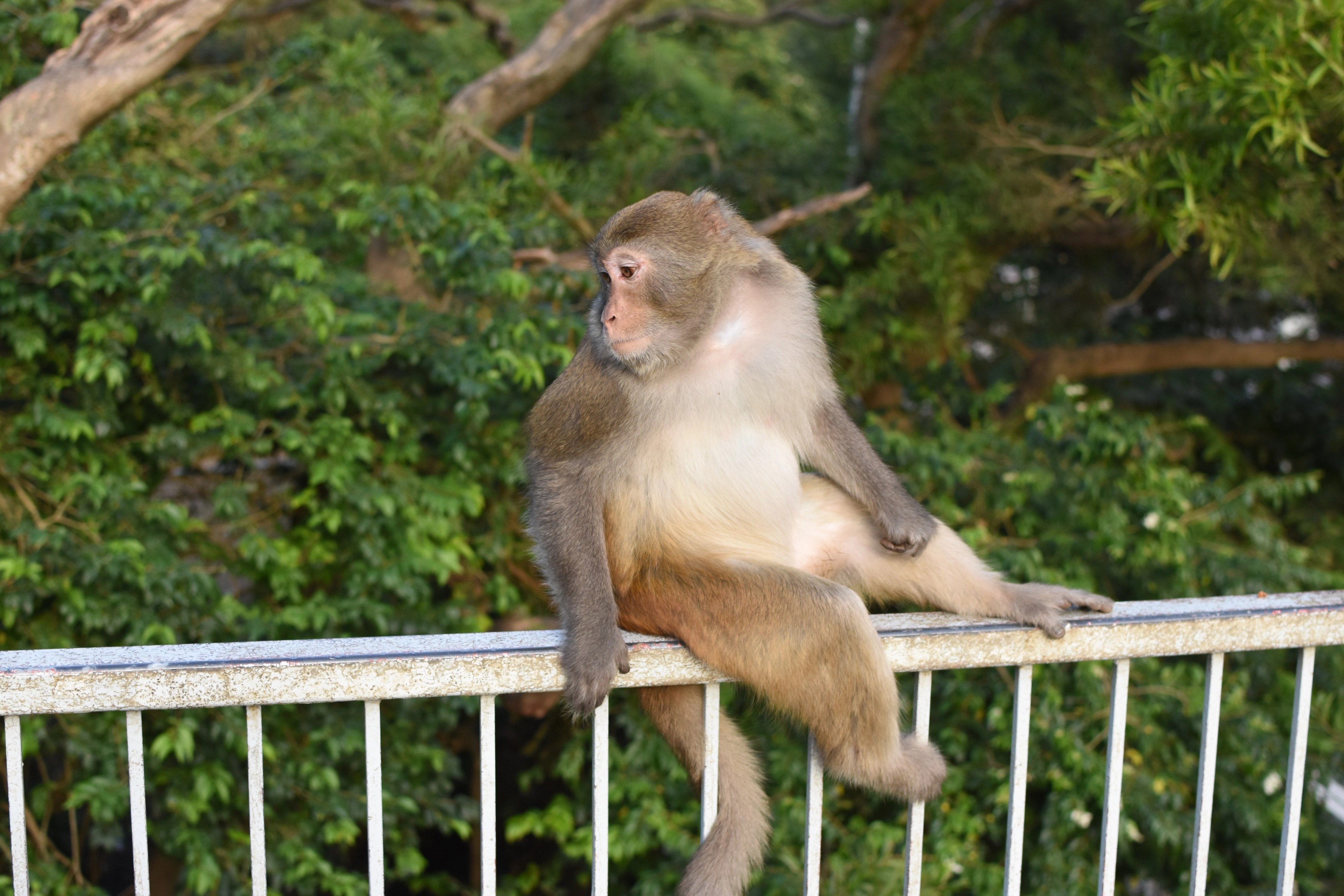 A macaque perches on a white railing in a wooded area.