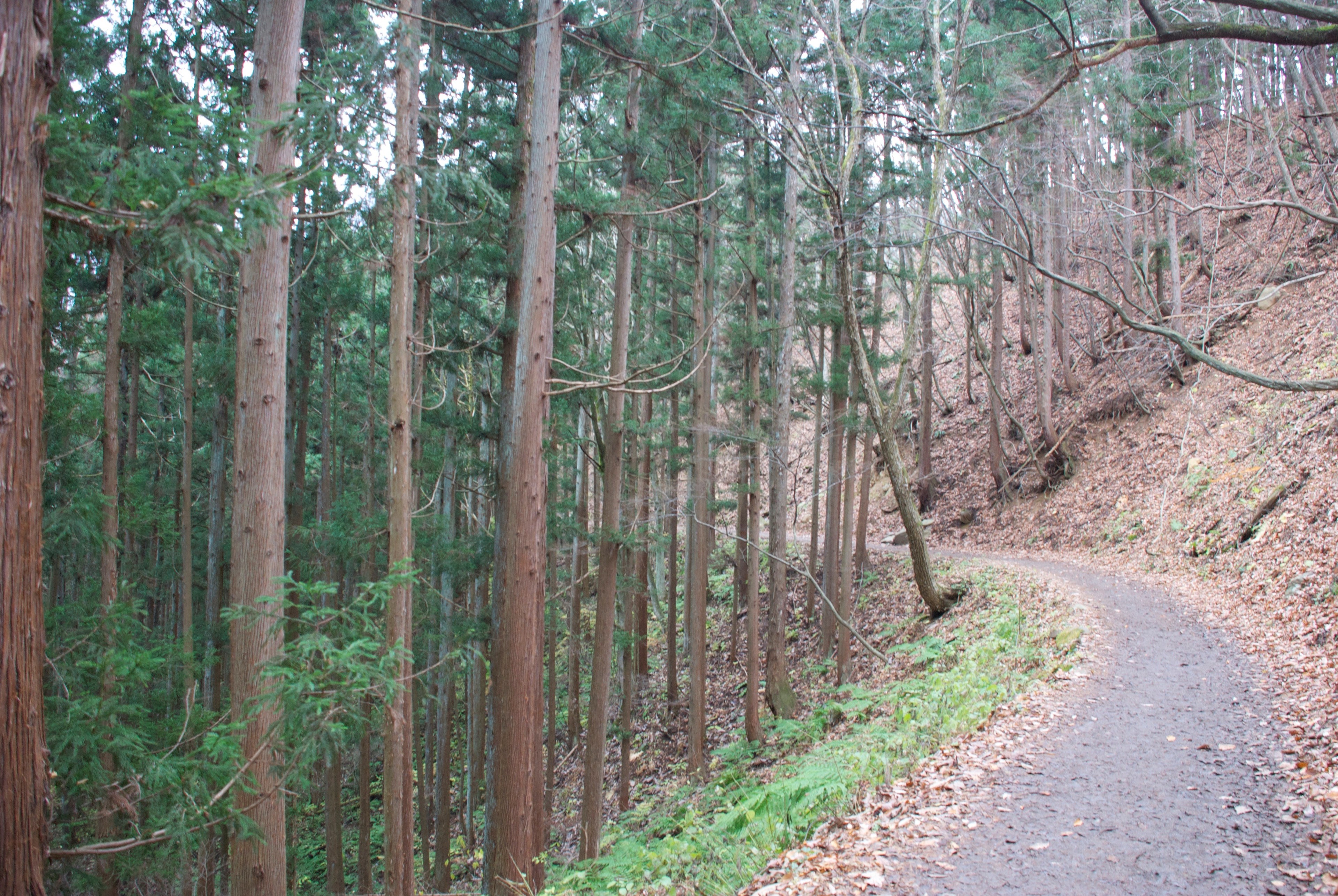 A narrow path curves through a tall, straight forest.