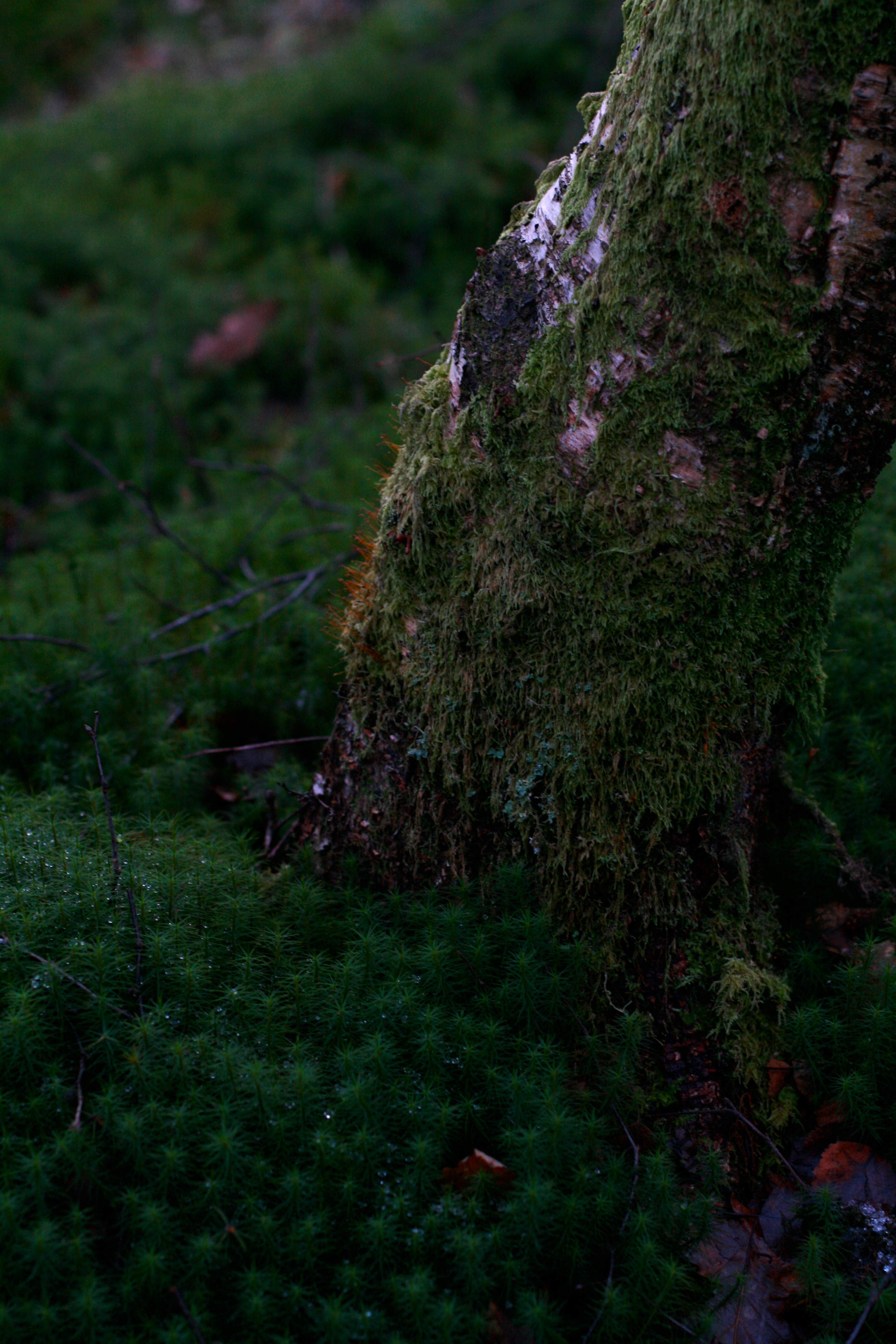 A moss-covered rock rises from dense green ground cover.
