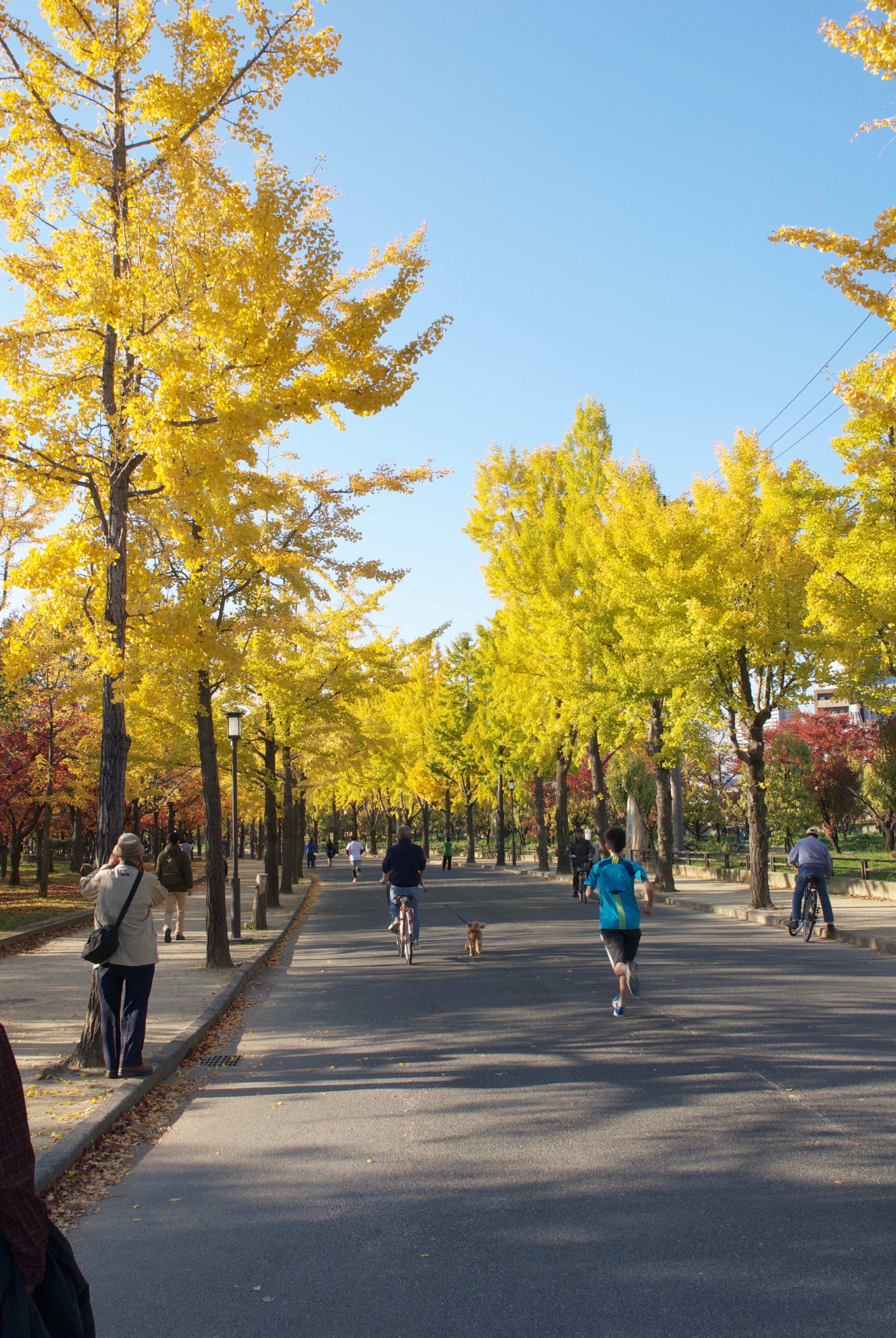 Ginkgo trees line a pedestrian path in autumn.