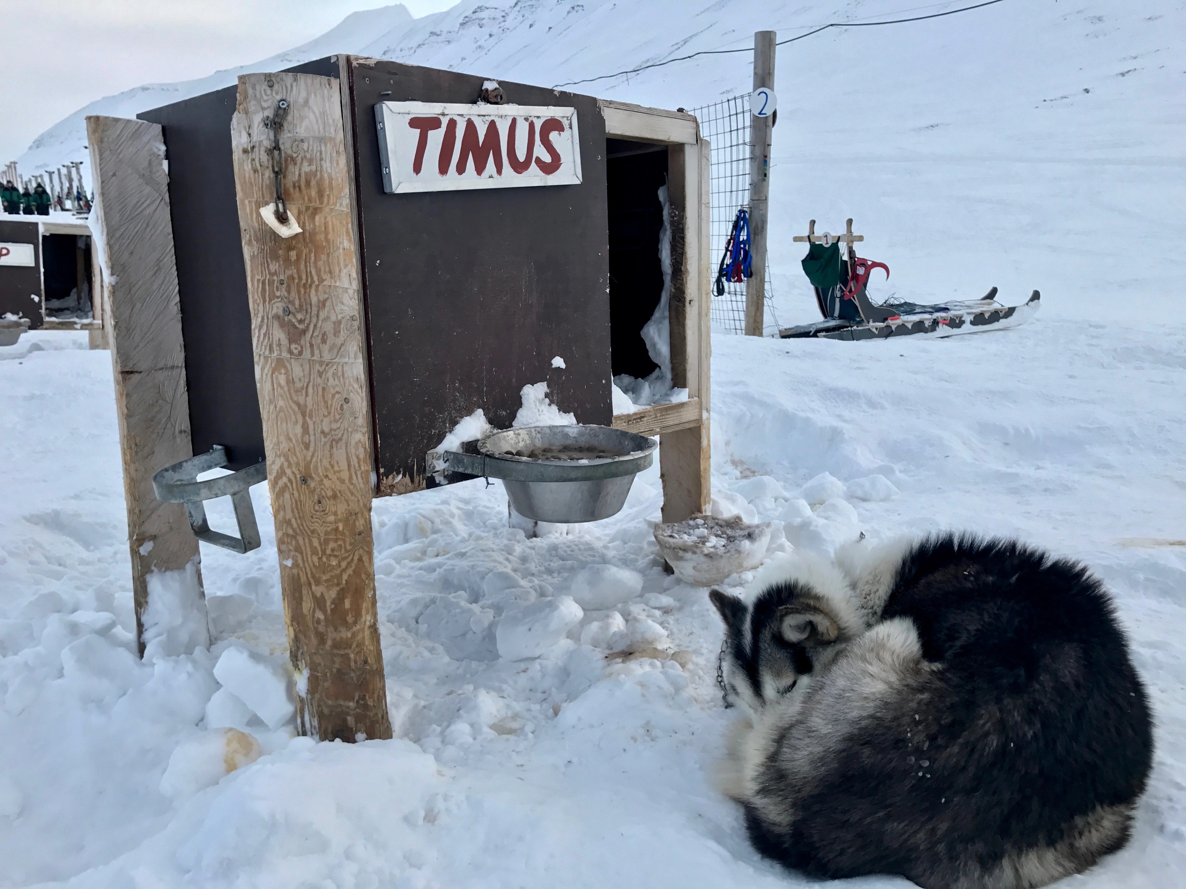 A husky rests beside a small outdoor toilet in the snow.
