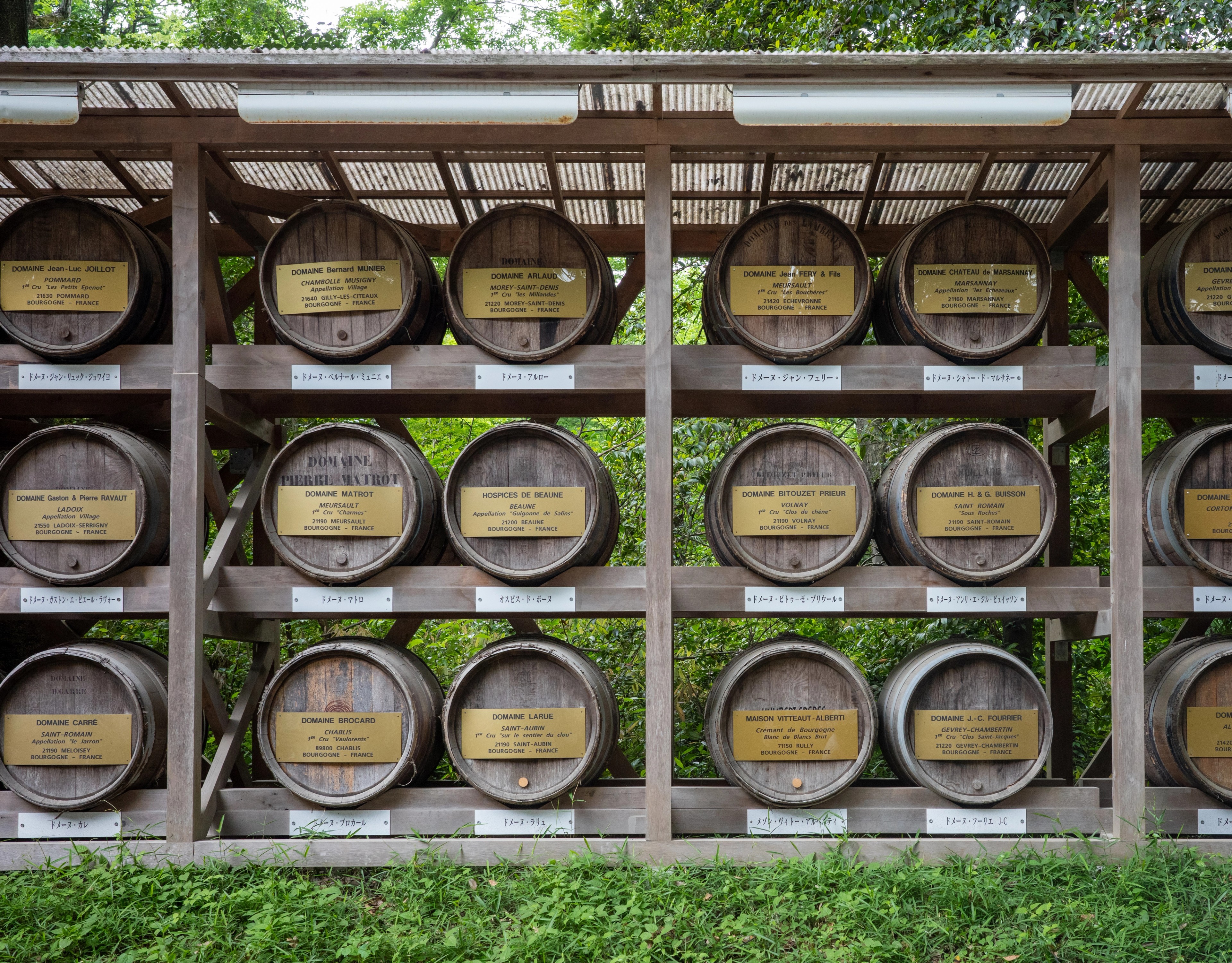 Rows of large sake barrels are displayed in a wooden frame.