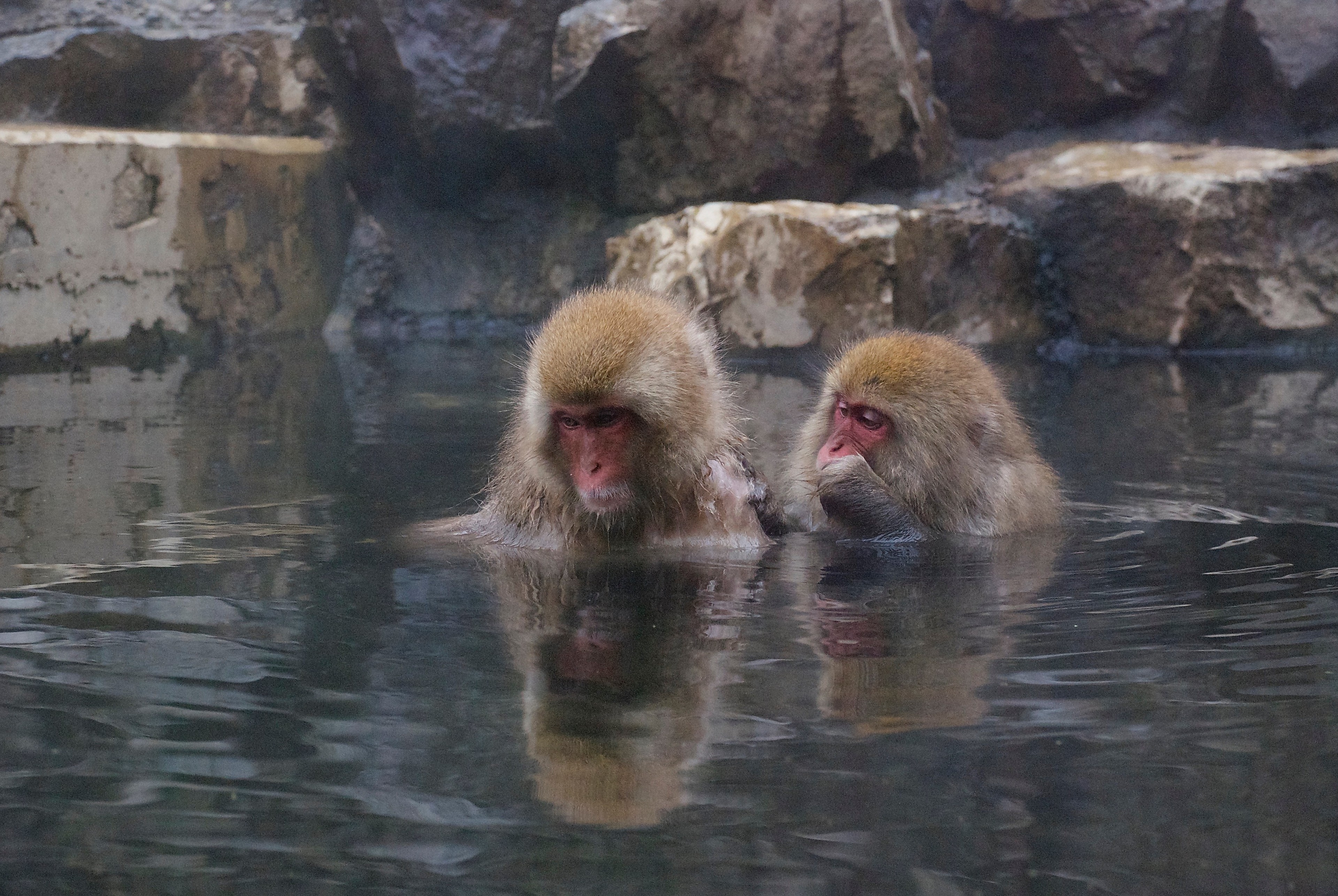 Two Japanese macaques soak together in a rocky hot spring.