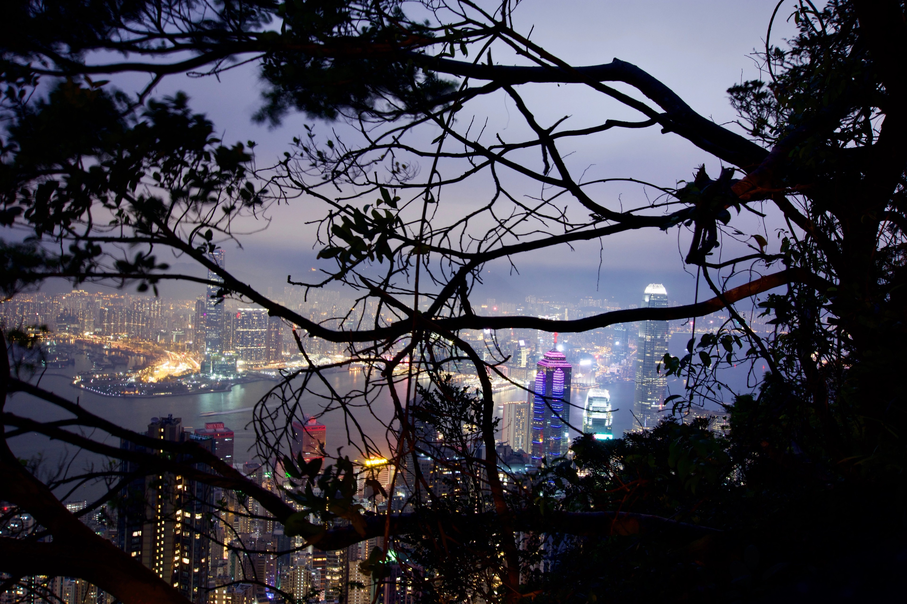Hong Kong skyline at night framed by dark tree branches.