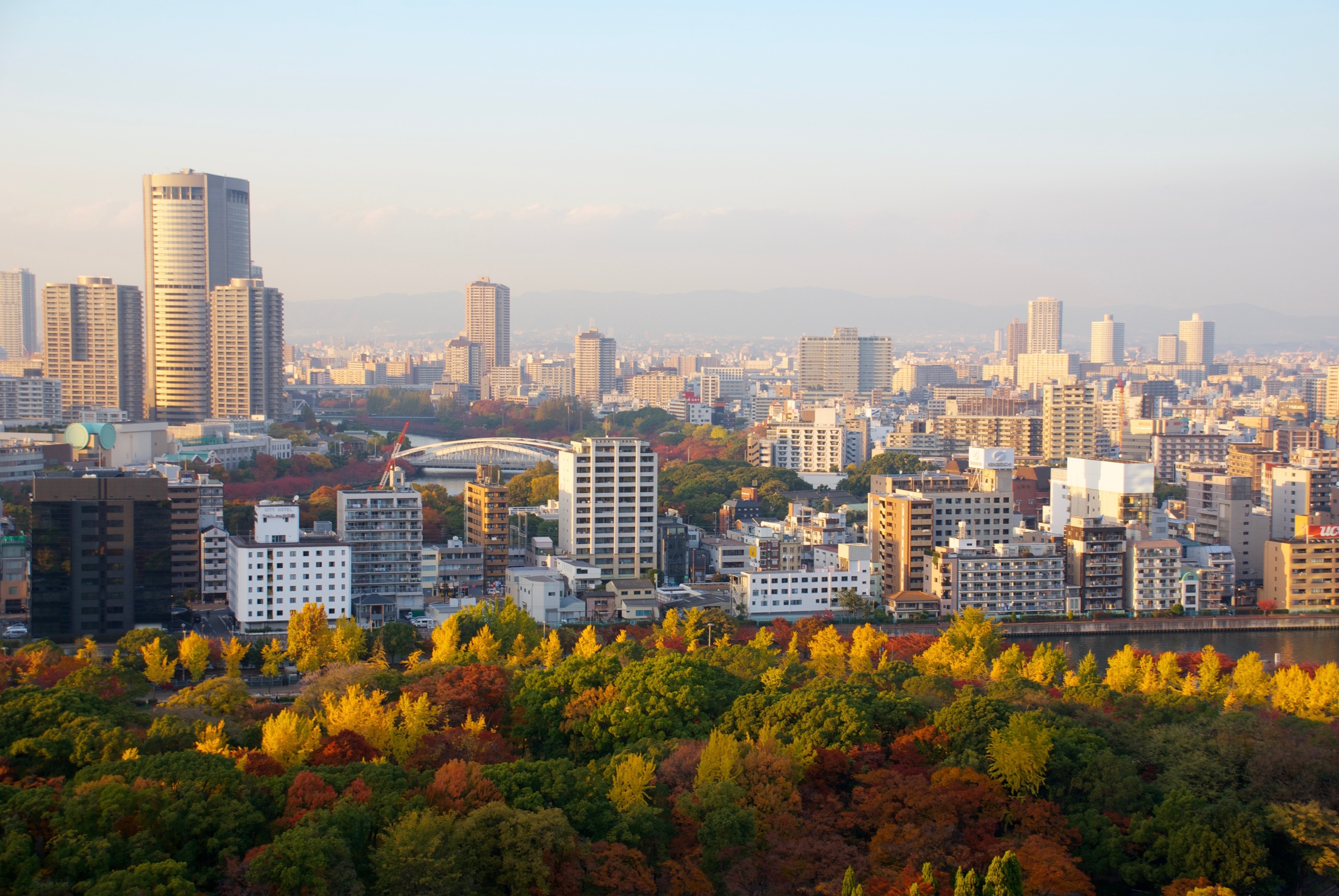 A hazy evening skyline stretches beyond a line of autumn trees.