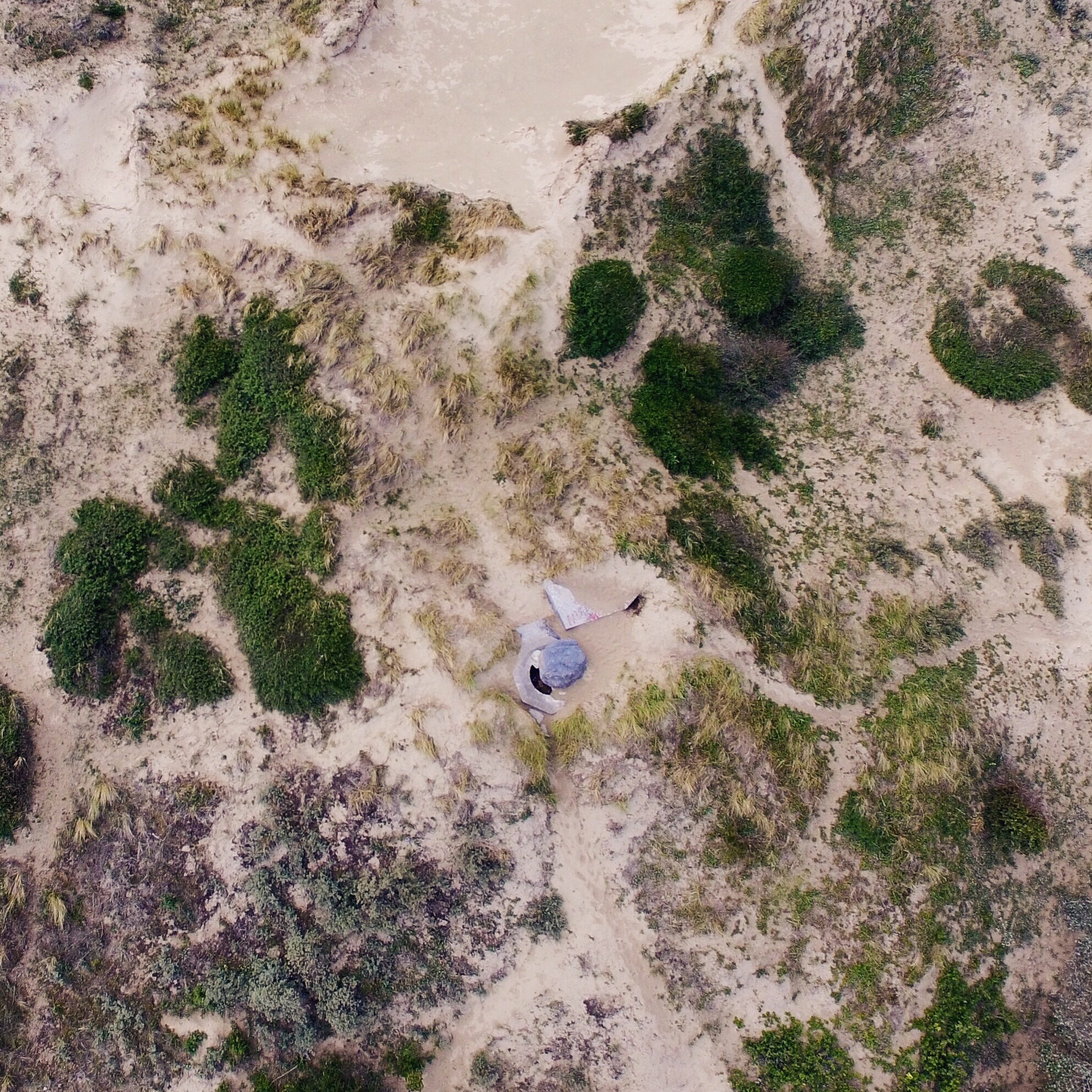 A sandy clearing and scattered low shrubs seen from above.