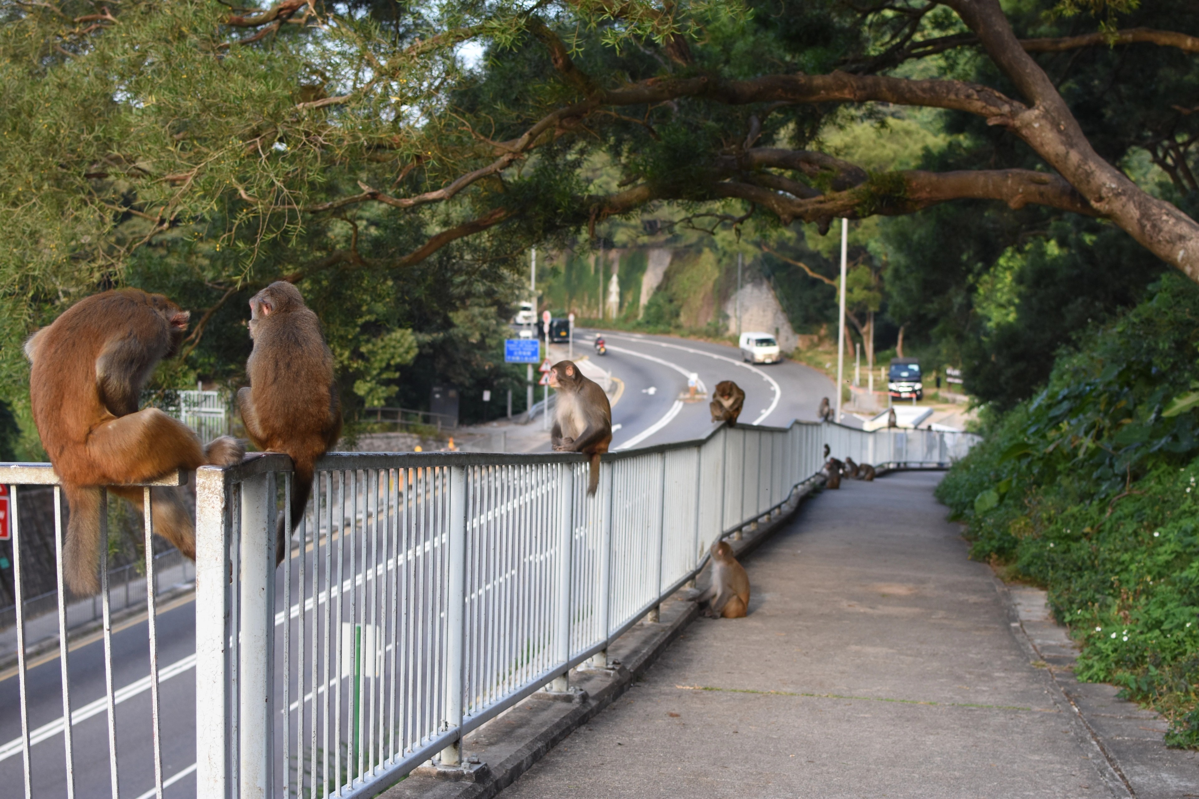 Several macaques rest along a railing beside a tree-lined path.