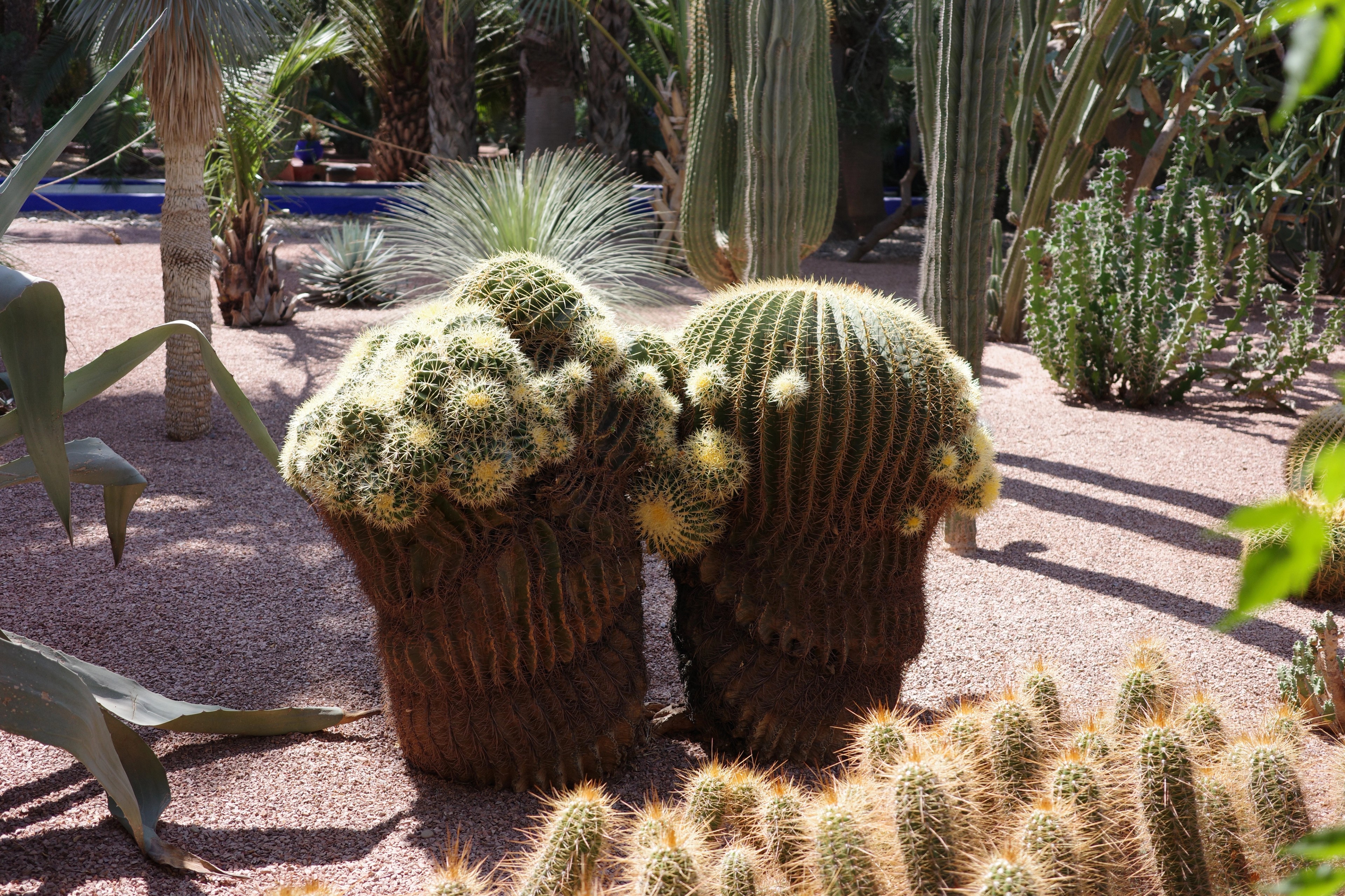 A close view of a large branching cactus in a garden.